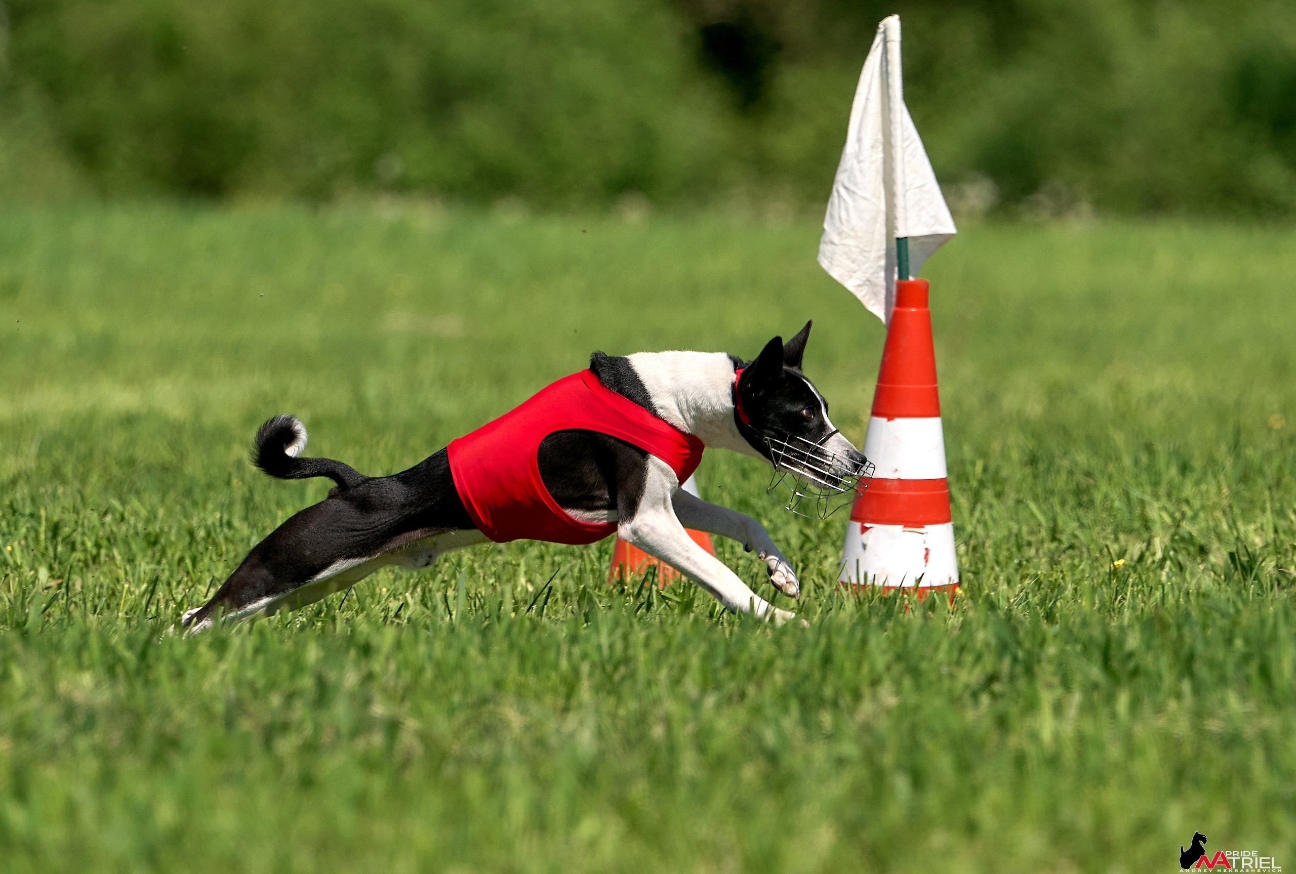 Съемка курсинг — галерея NATRIEL