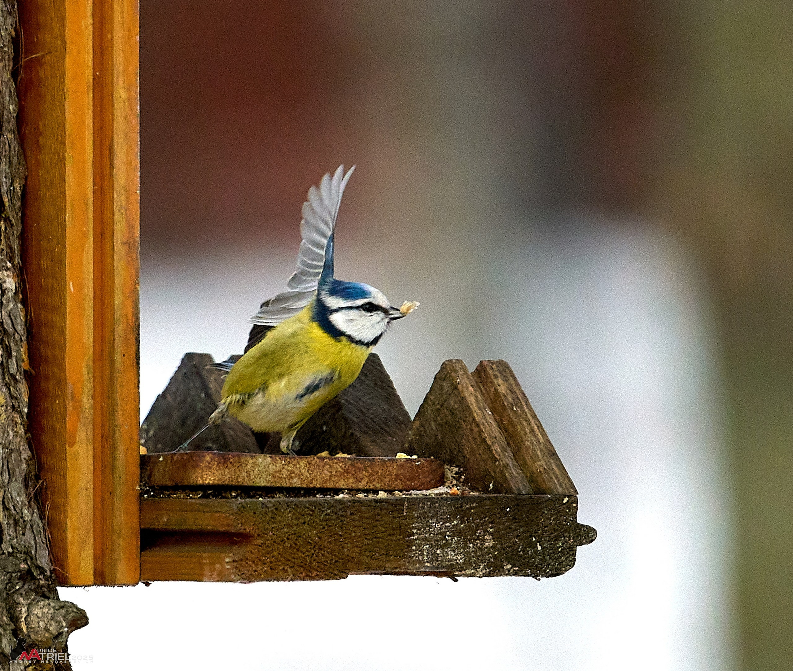 Фотопрогулка с птицами