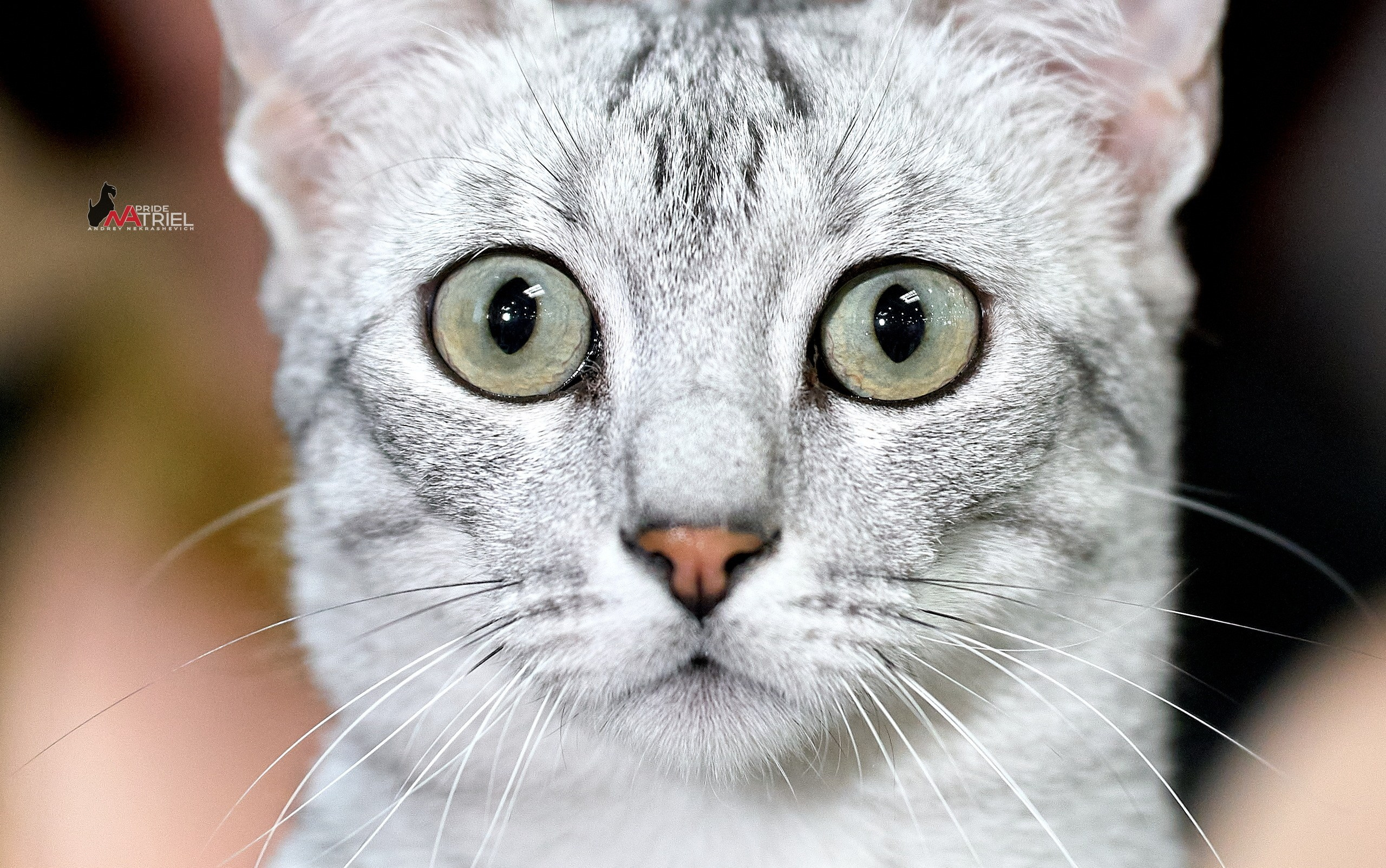 Кошки на выставках — галерея NATRIEL