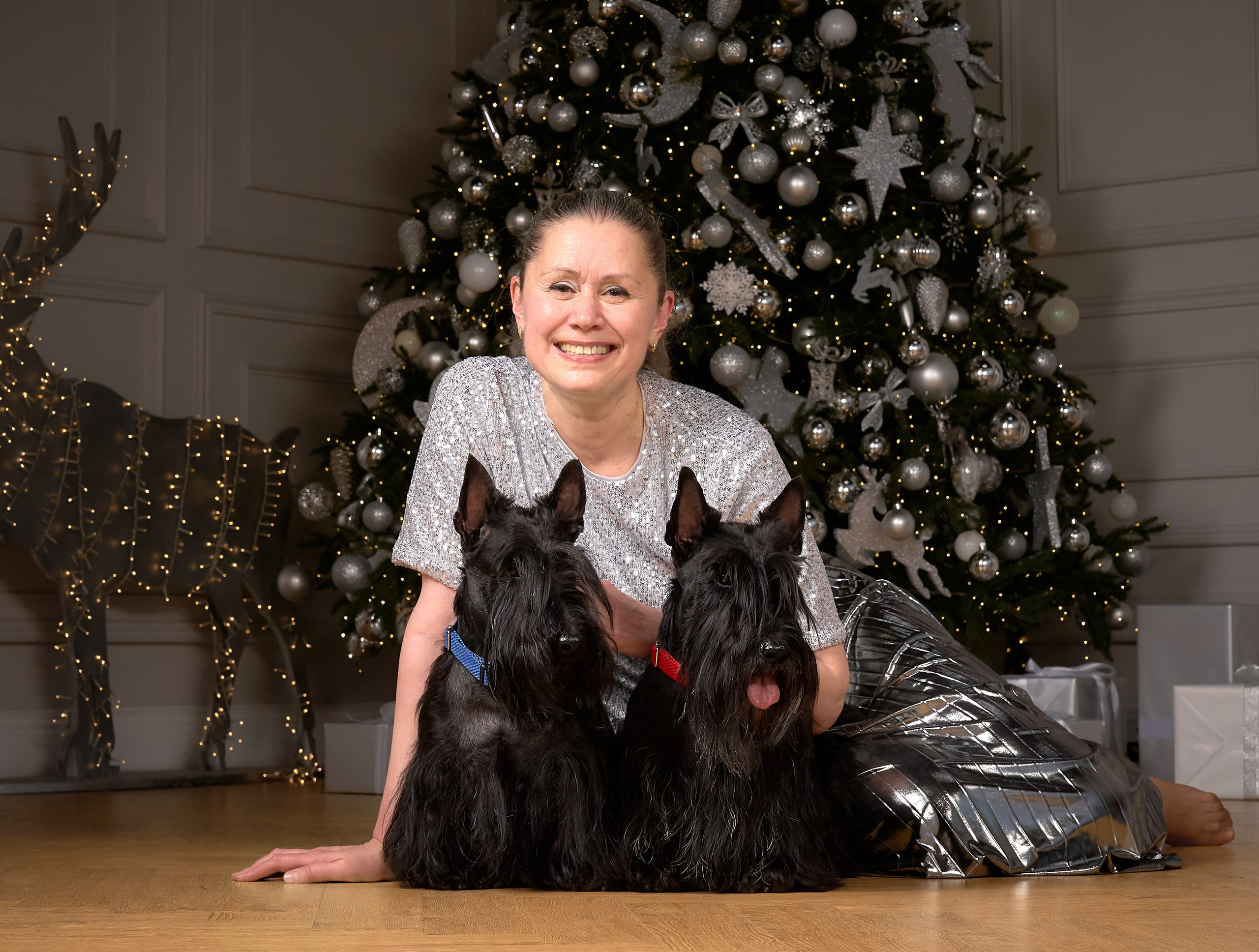 Съемка в студии со скотч-терьерами