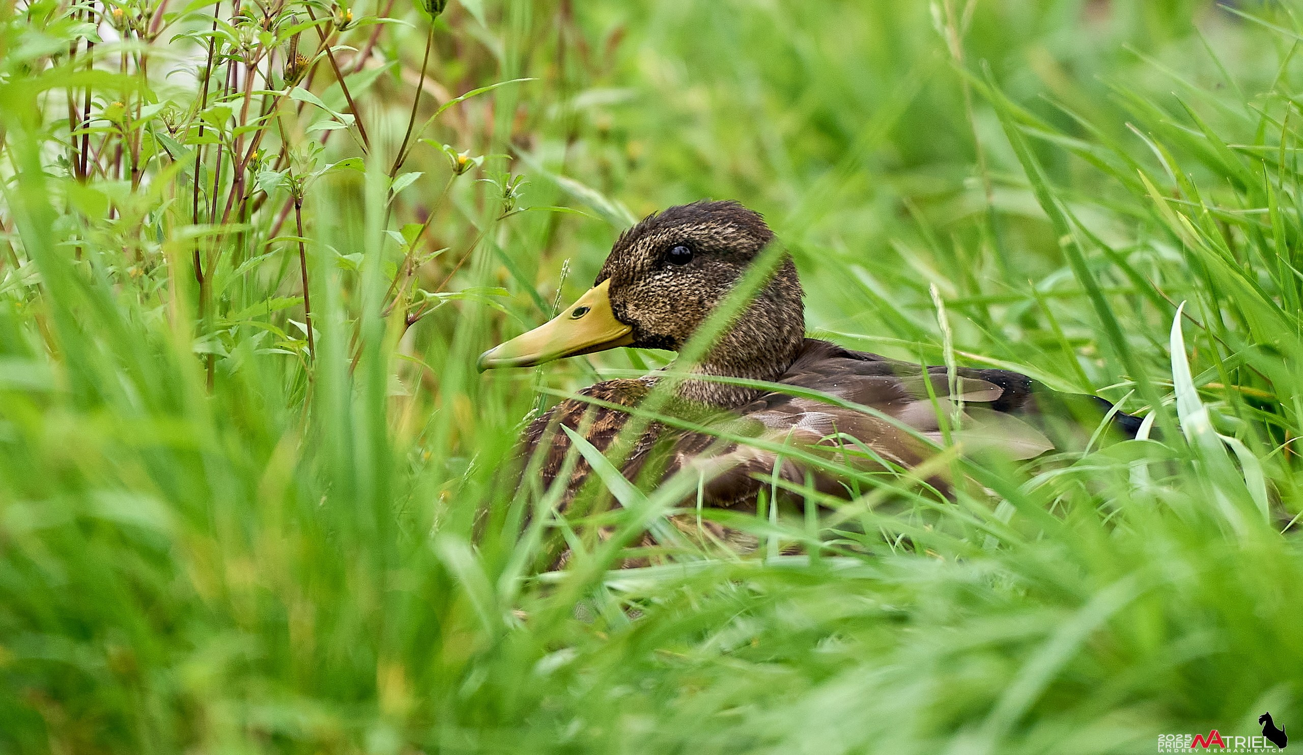 Утки на пруду