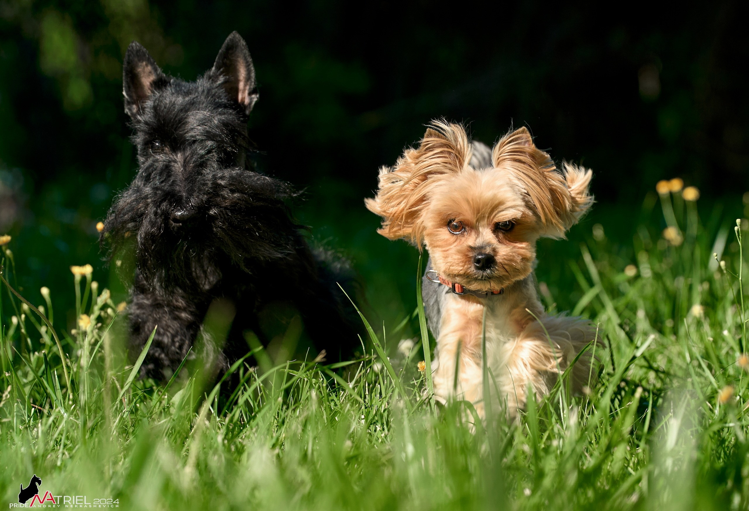 Фотопрогулка с собаками Бася и Циля