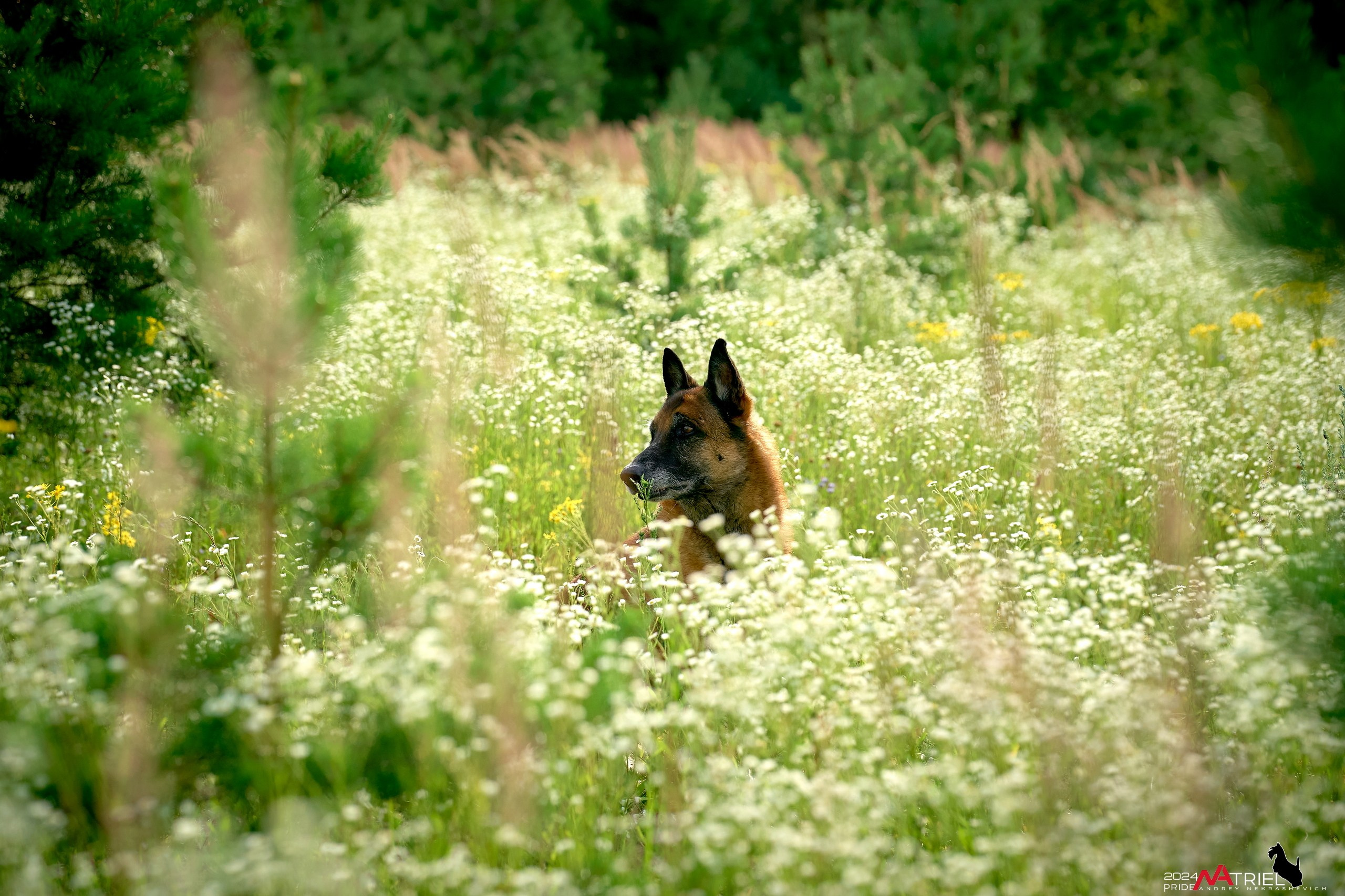 Репортаж из кинологического лагеря
