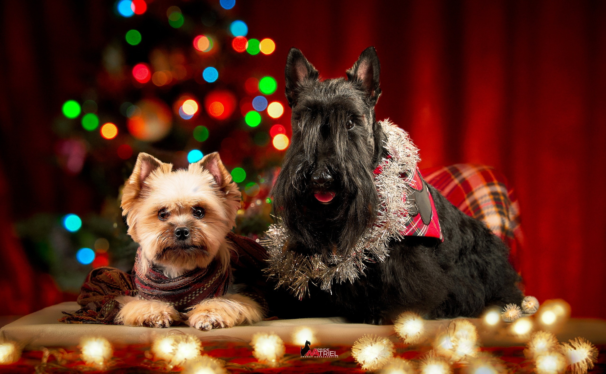 Портфолио NATRIEL