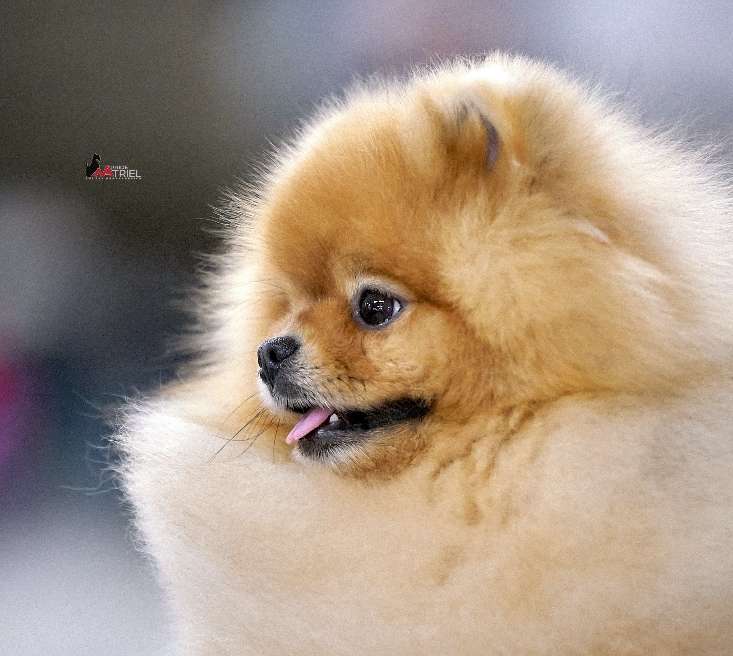 Портреты собак — галерея NATRIEL