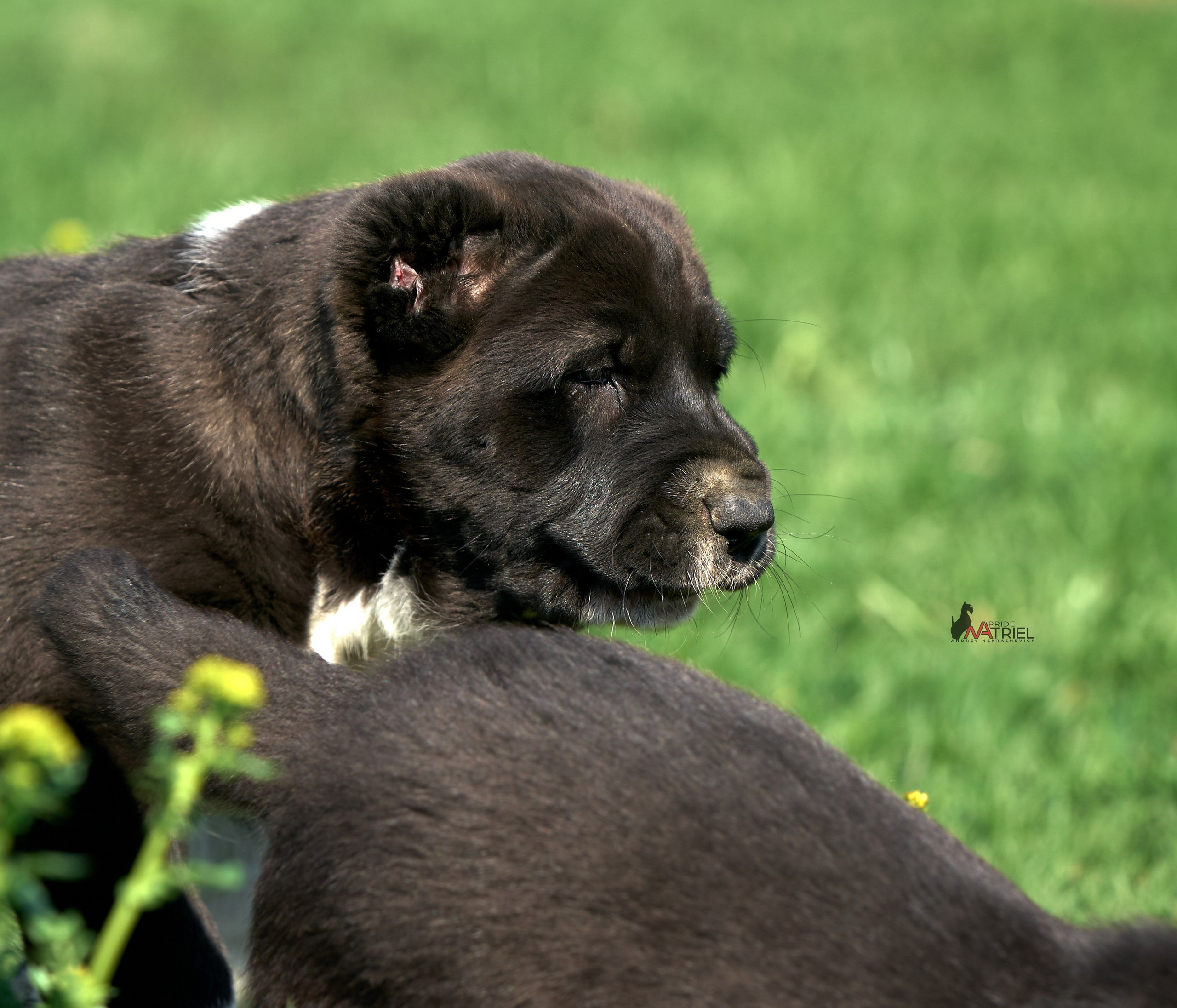 Среднеазиаты — щенки и взрослые
