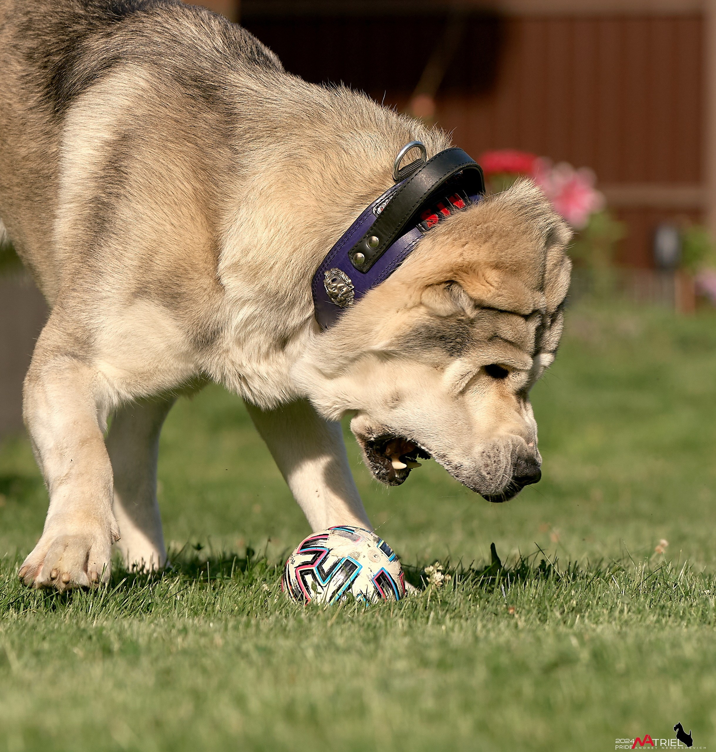 Съемка собак с выездом к Вам в дом