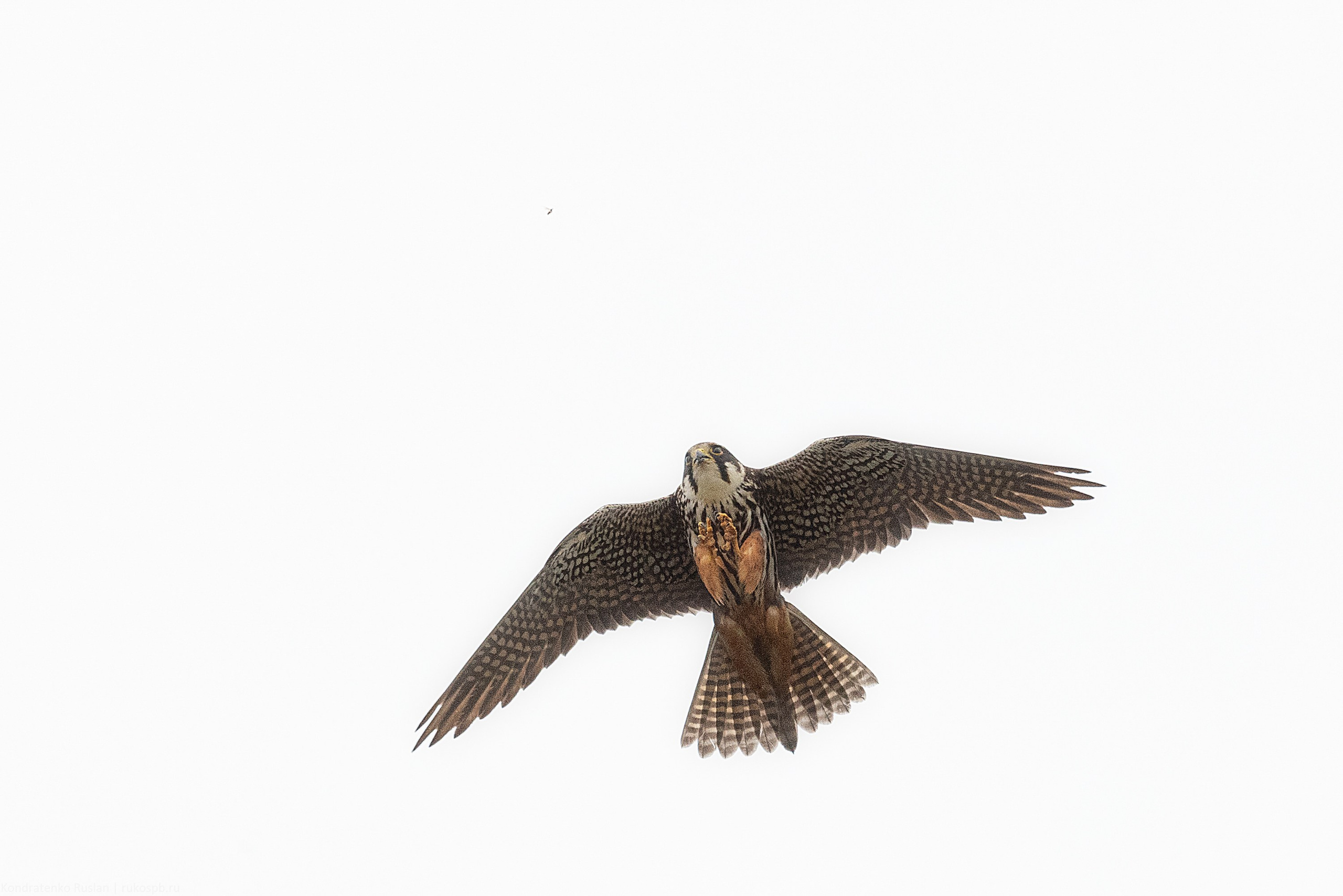 Чеглок. Архитектурный и пейзажный фотограф Кондратенко Руслан, Санкт-Петербург