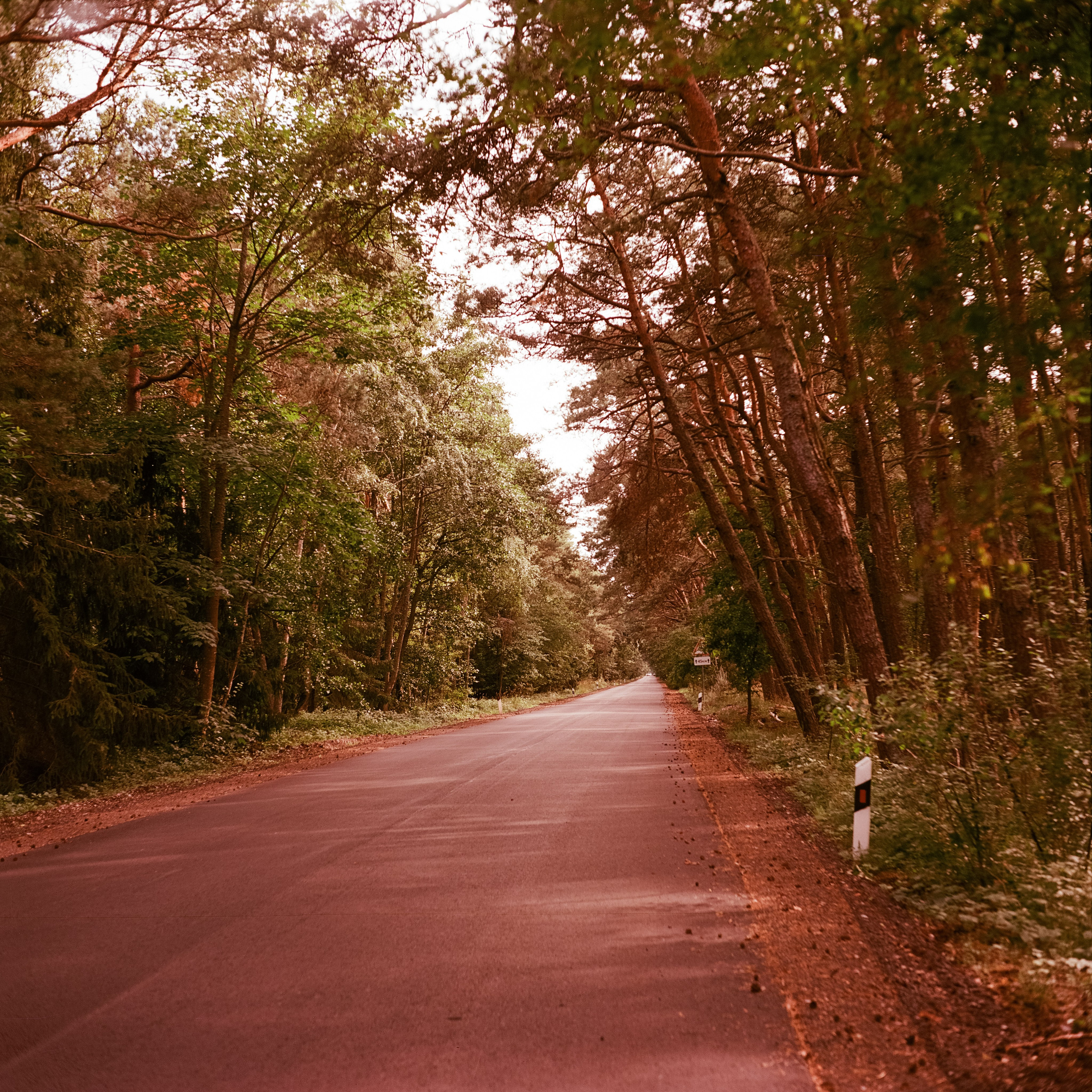 Куршская коса / Super Fujica-6 / Kodak Aeronega 100 (Kodak Aerocolor IV)