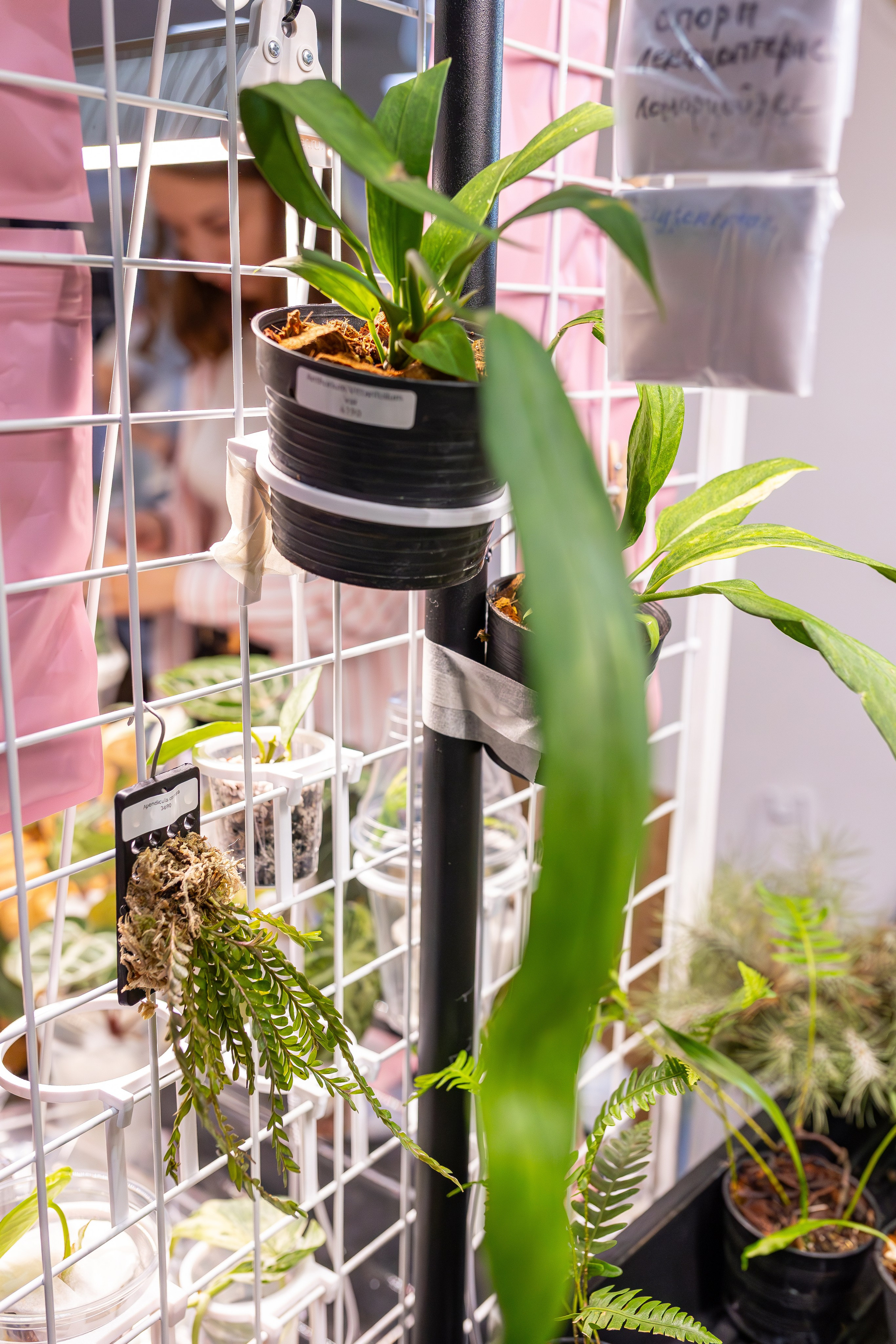 Монстериум апрель 2026. Александра Куликова фотограф, Москва