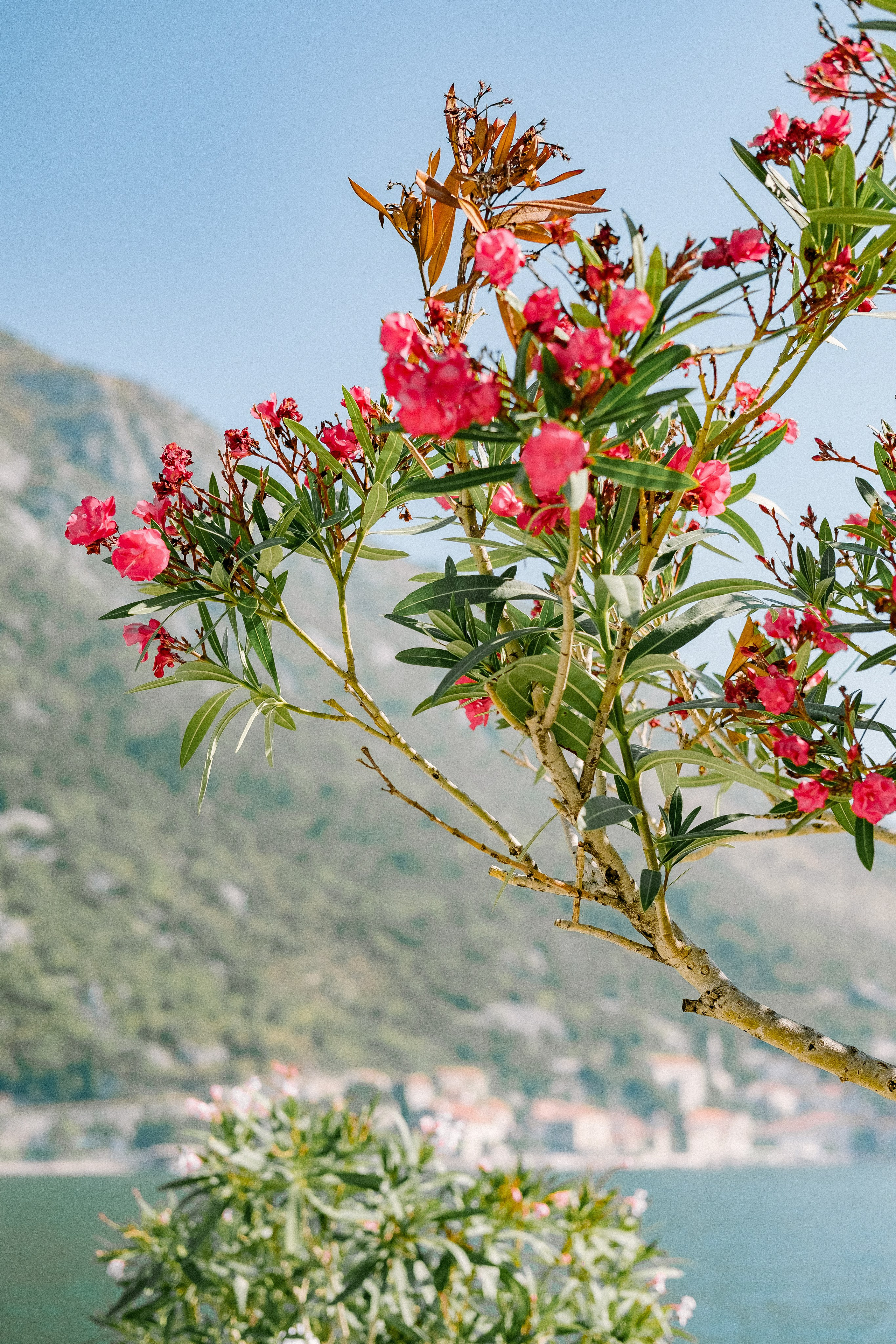 Черногория. Свадебный Видеограф Фотограф в Сочи