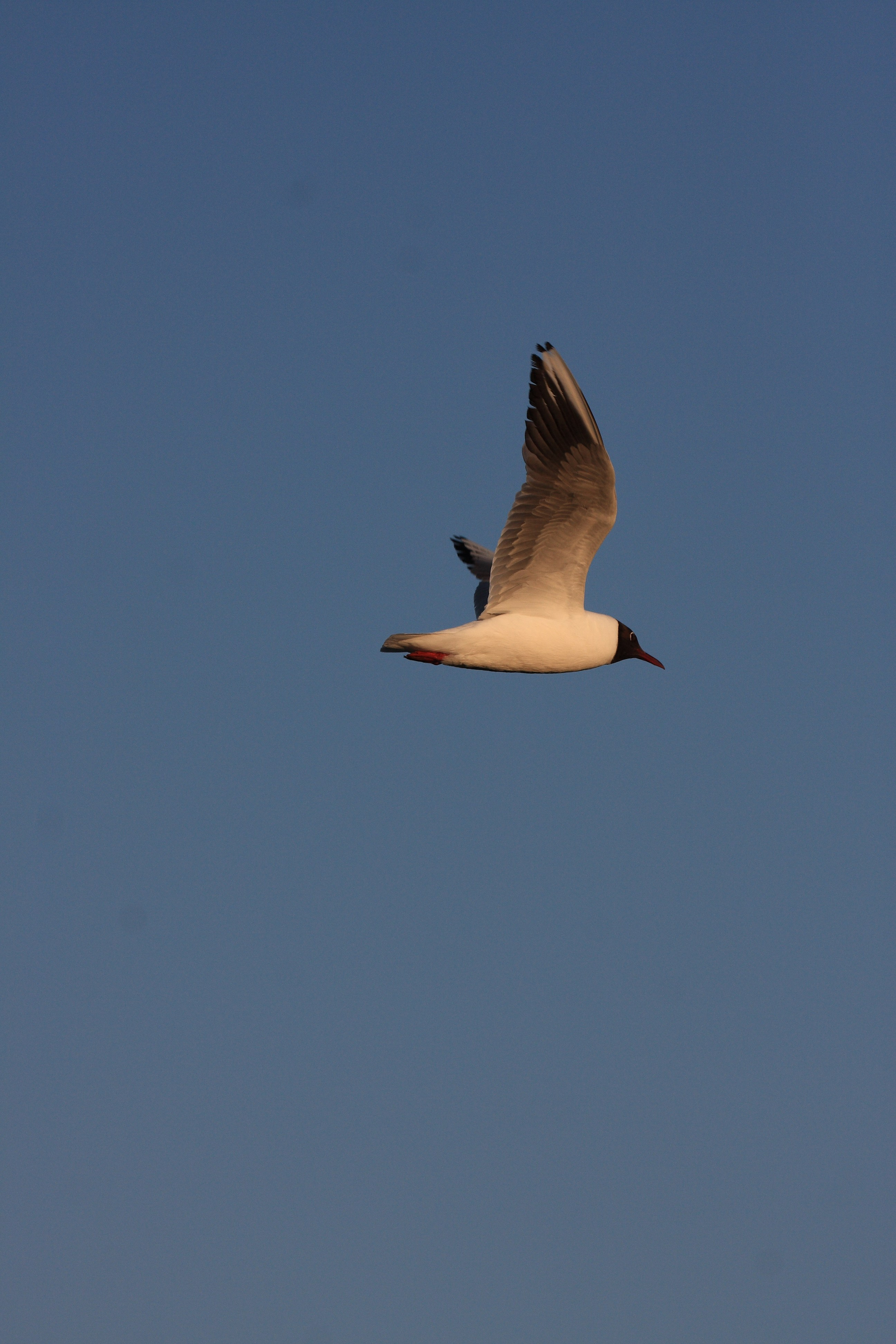 Фото Природы Забайкалья. Студия Максима Белослюдцева
