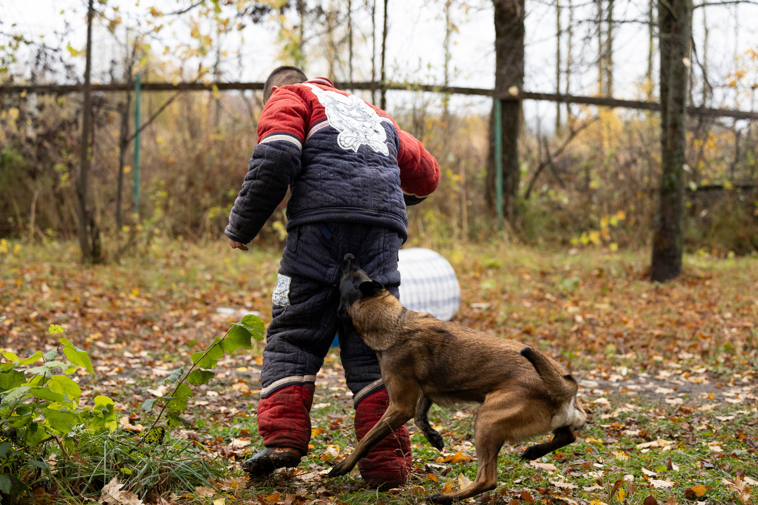 Соревнования по Мондьорингу г. Вологда. Фотограф-анималист Анна Маринич