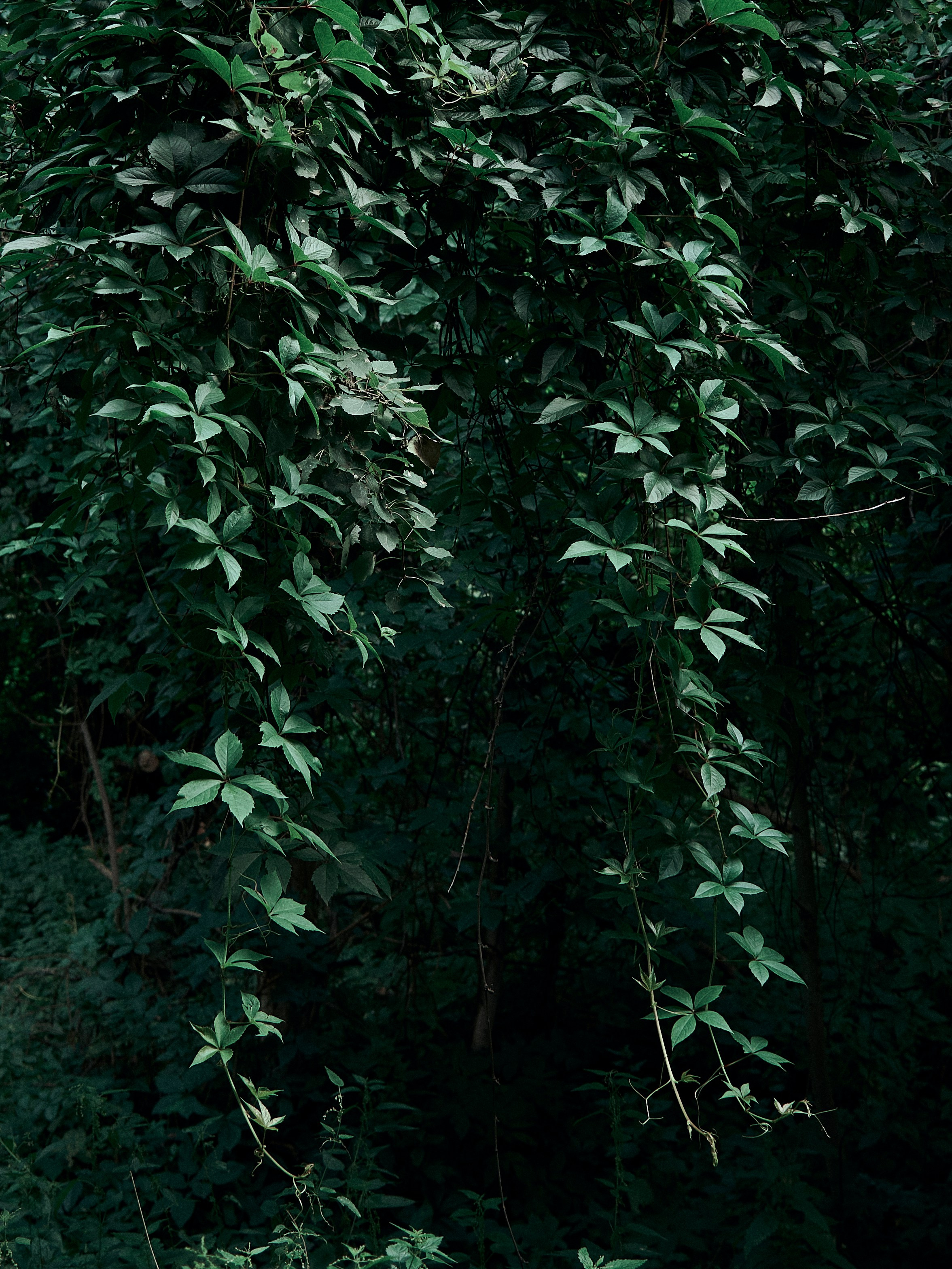 Street. Портретный фотограф в Москве