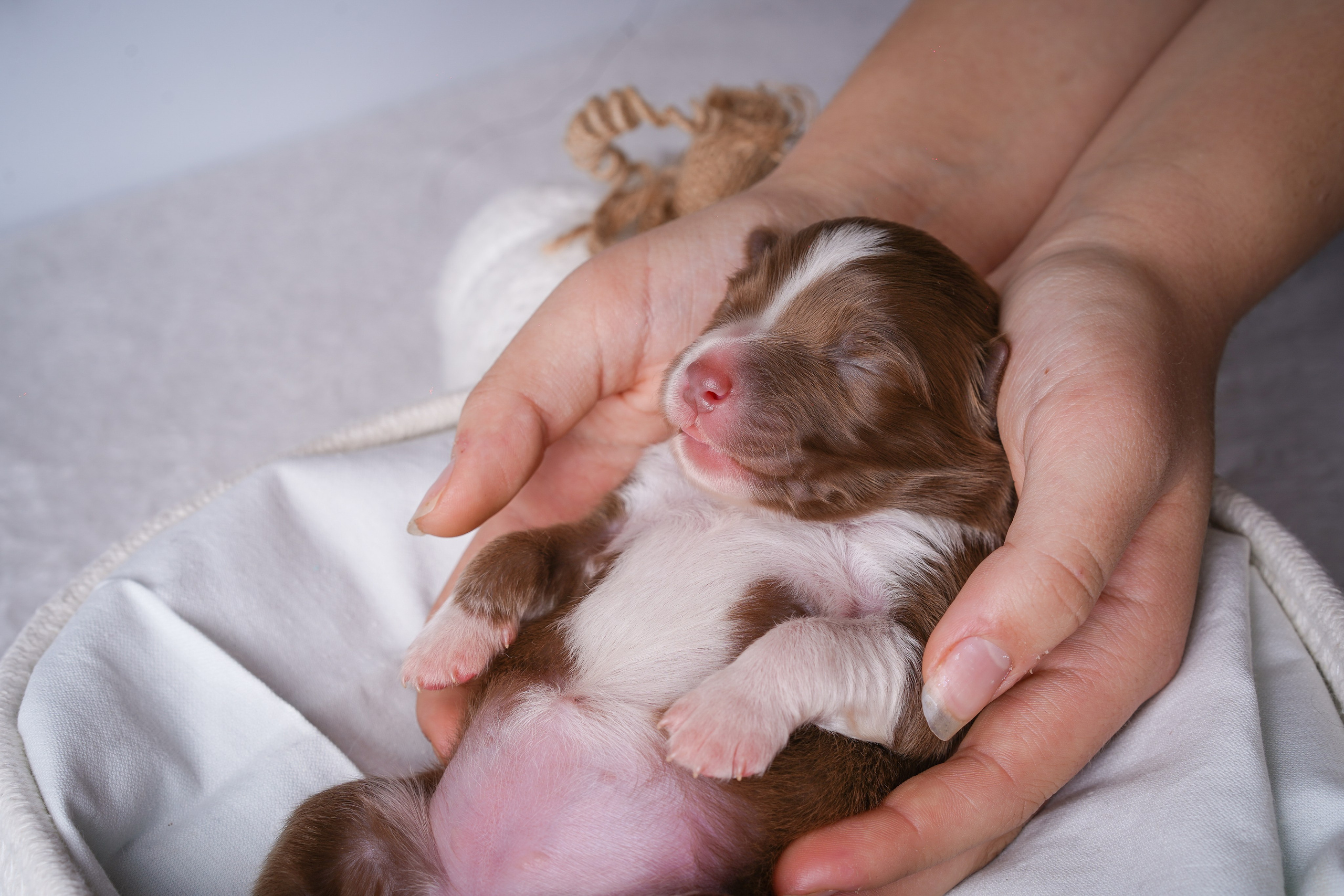 Щенули аусси. Фотограф-анималист в Санкт-Петербурге Яна Мартынова