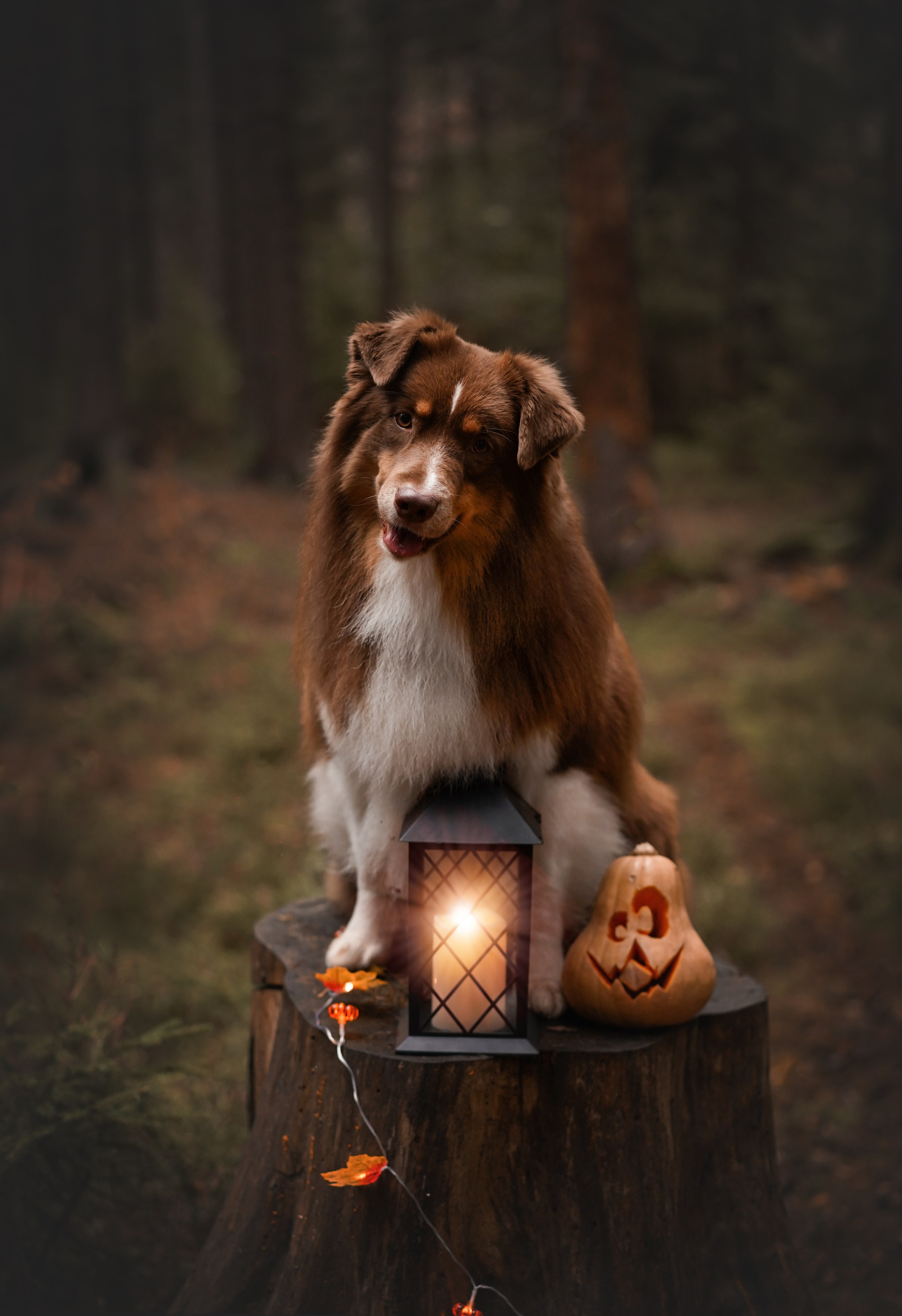 Аусси Хэллоуин 24. Фотограф-анималист в Санкт-Петербурге Яна Мартынова