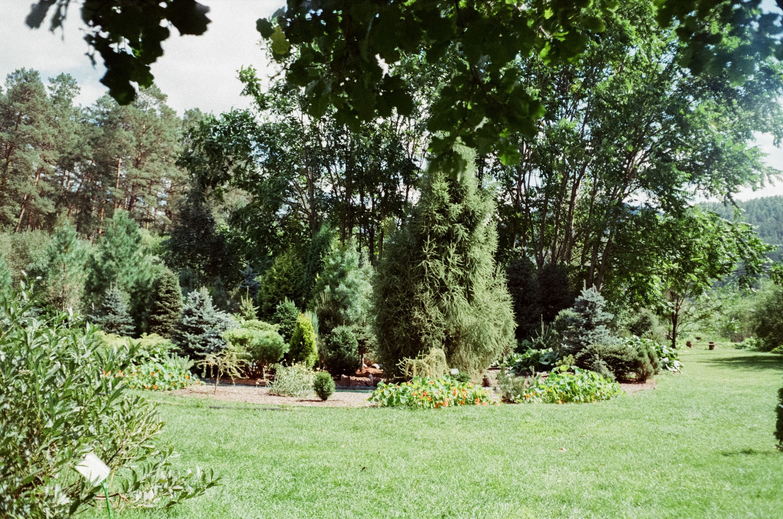 Горно-алтайский ботанический сад, база Кедровый остров / 27 августа 2024 года