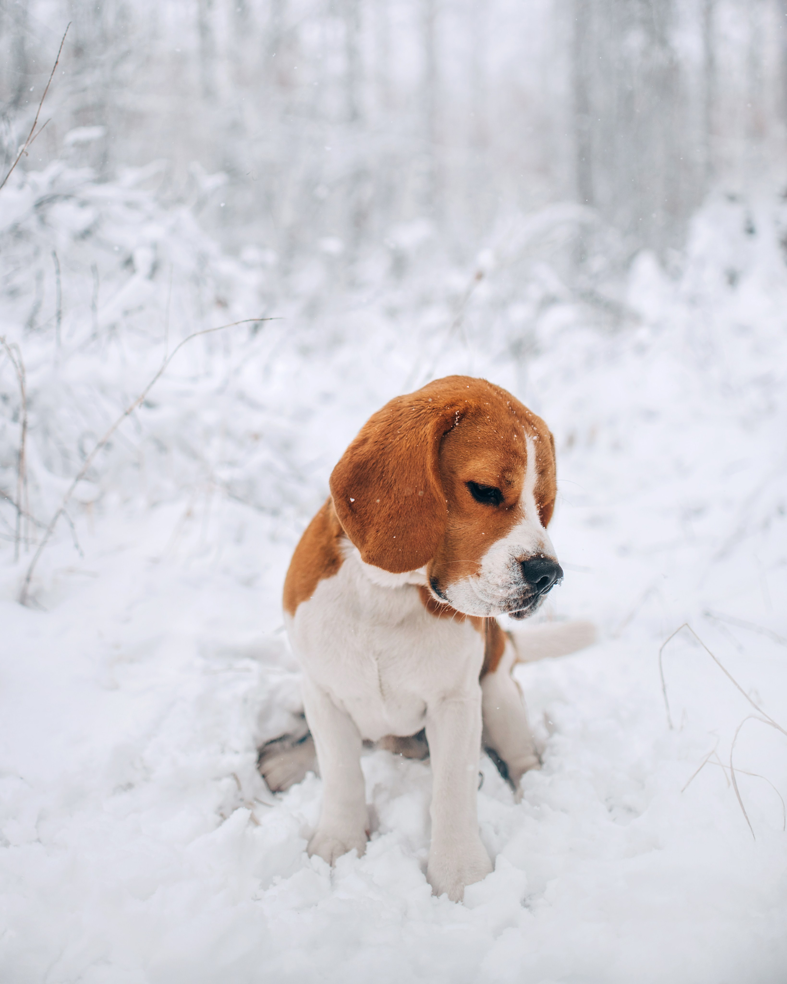 Прогулка с собаками: бигли и Лена. Портфолио