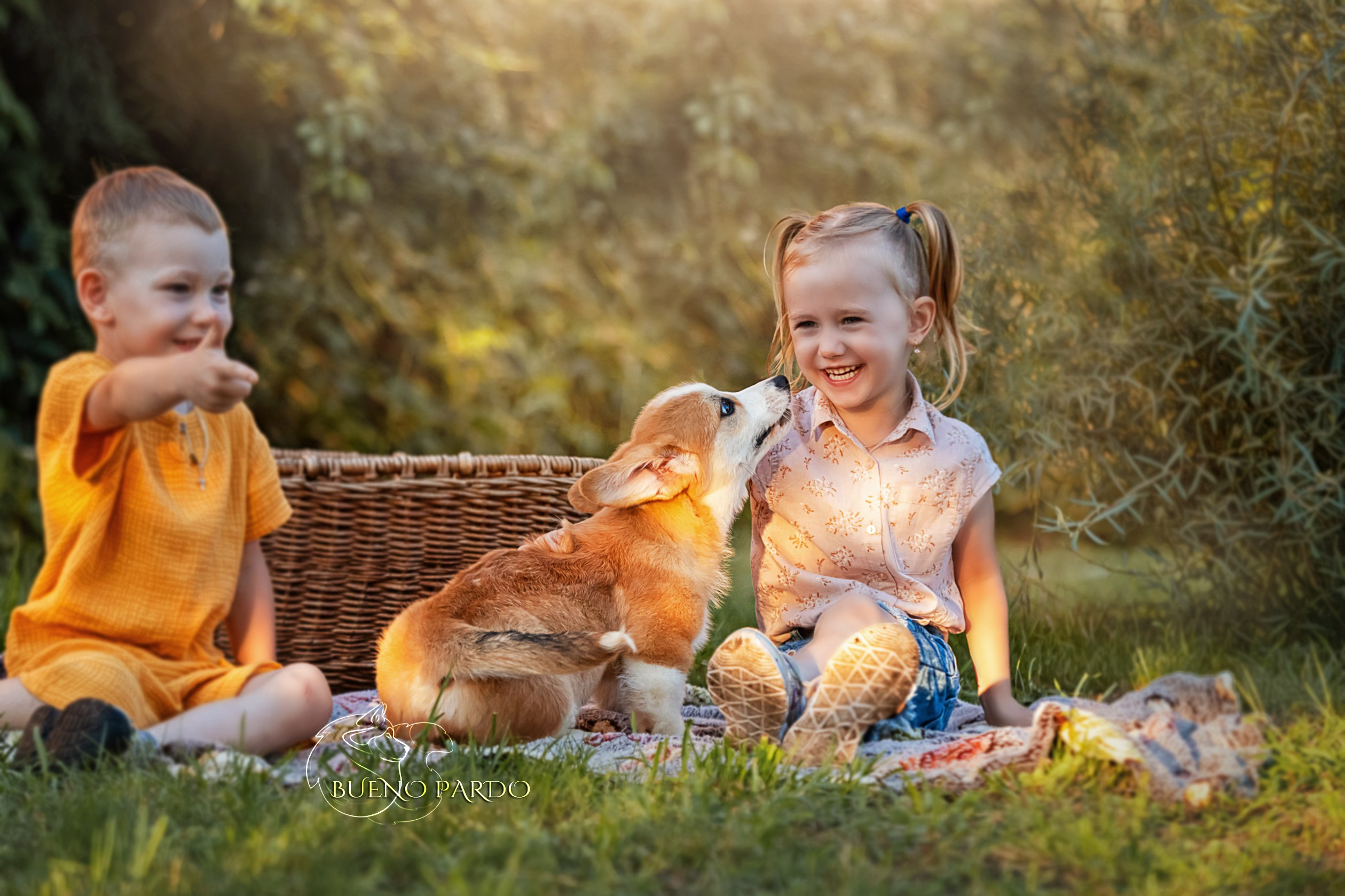 Щенки вельш корги пемброк из питомника. Питомник собак Акита, Хаски, Корги