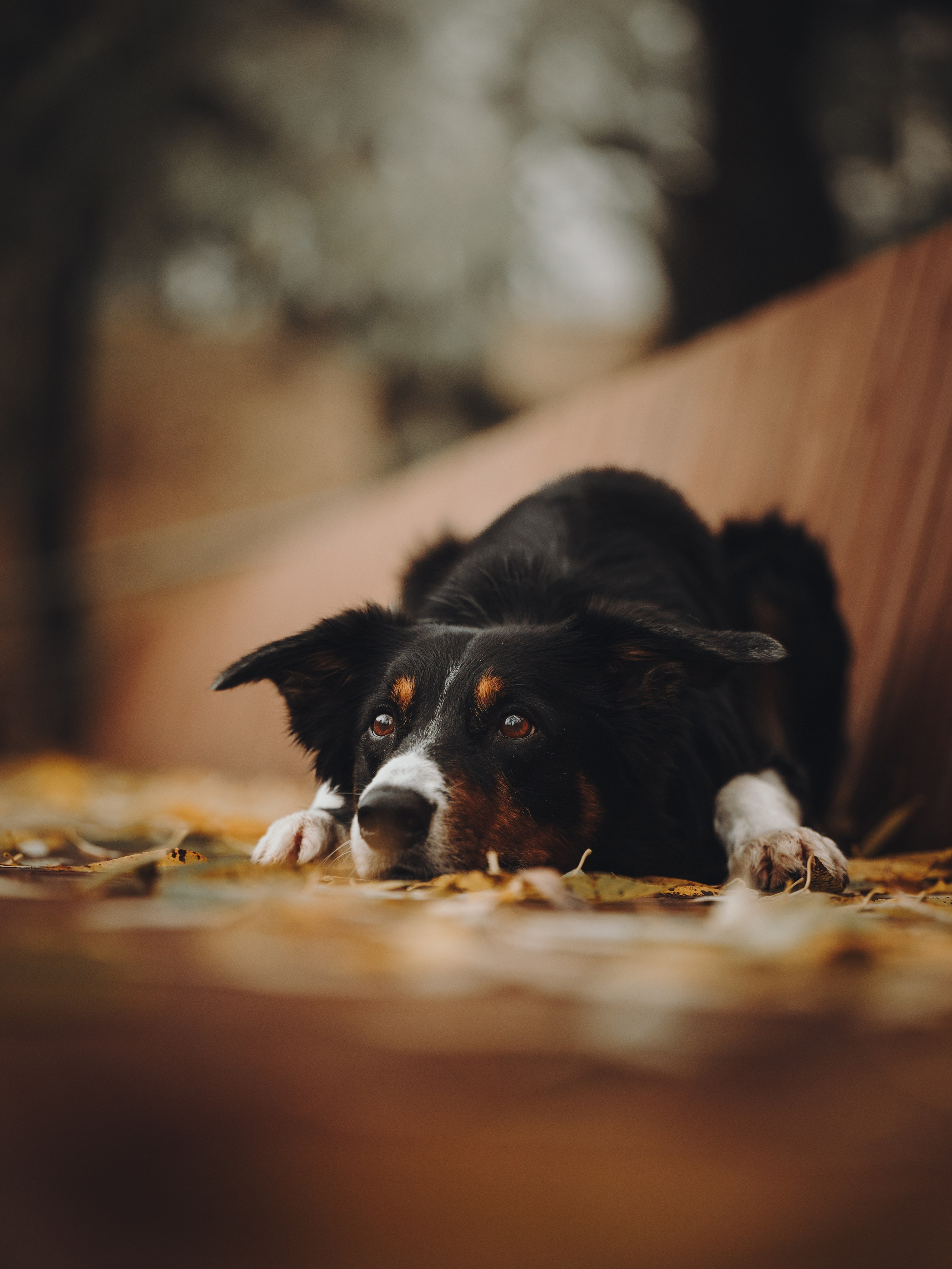 Аня, Оскар и Яр. Семейный фотограф анималист Ананьева Мария — Москва