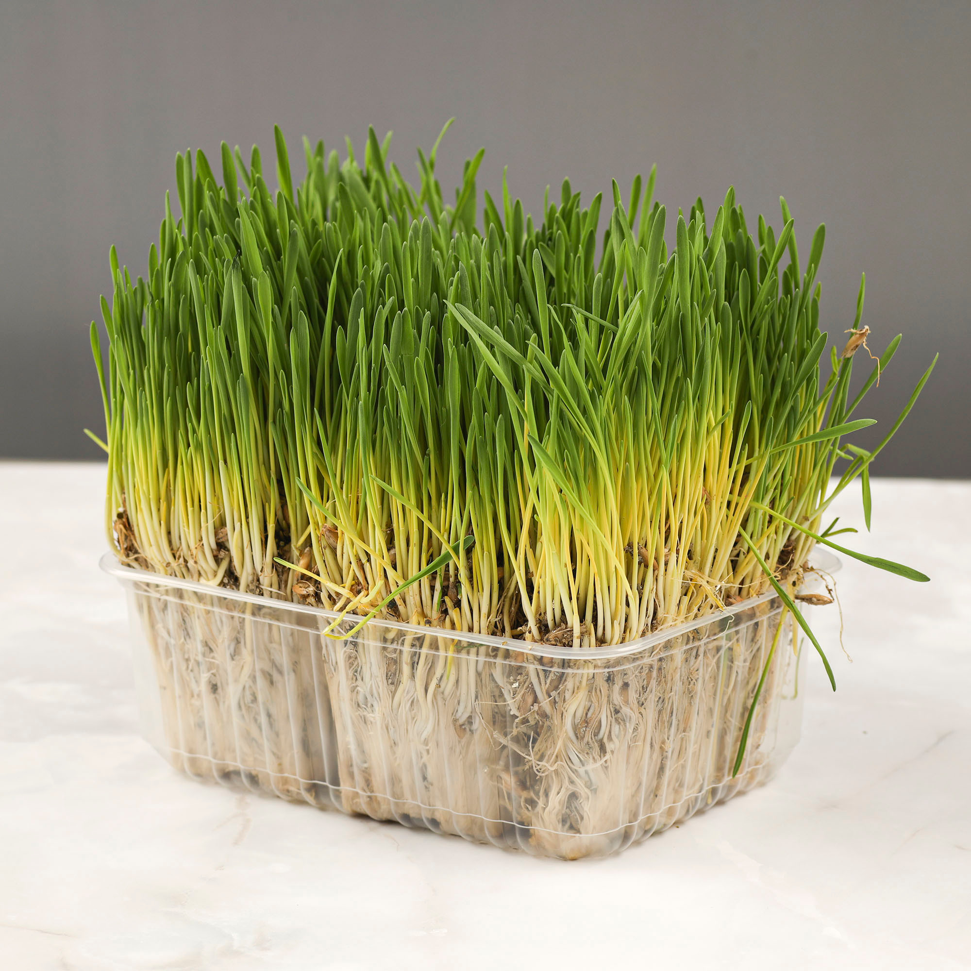 Одноразовые пластиковые контейнеры. Рекламный фотограф в Санкт-Петербурге Петр Дорошенко