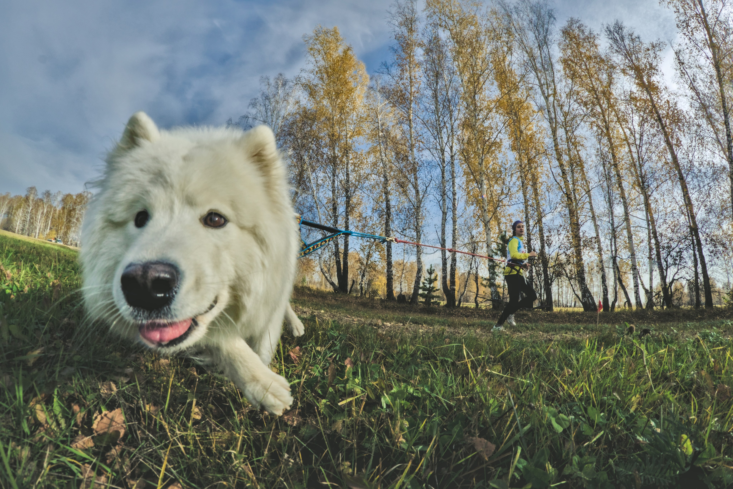 Ездовой спорт. Фотограф анималист, пейзажист, спортивные мероприятия. Новосибирск