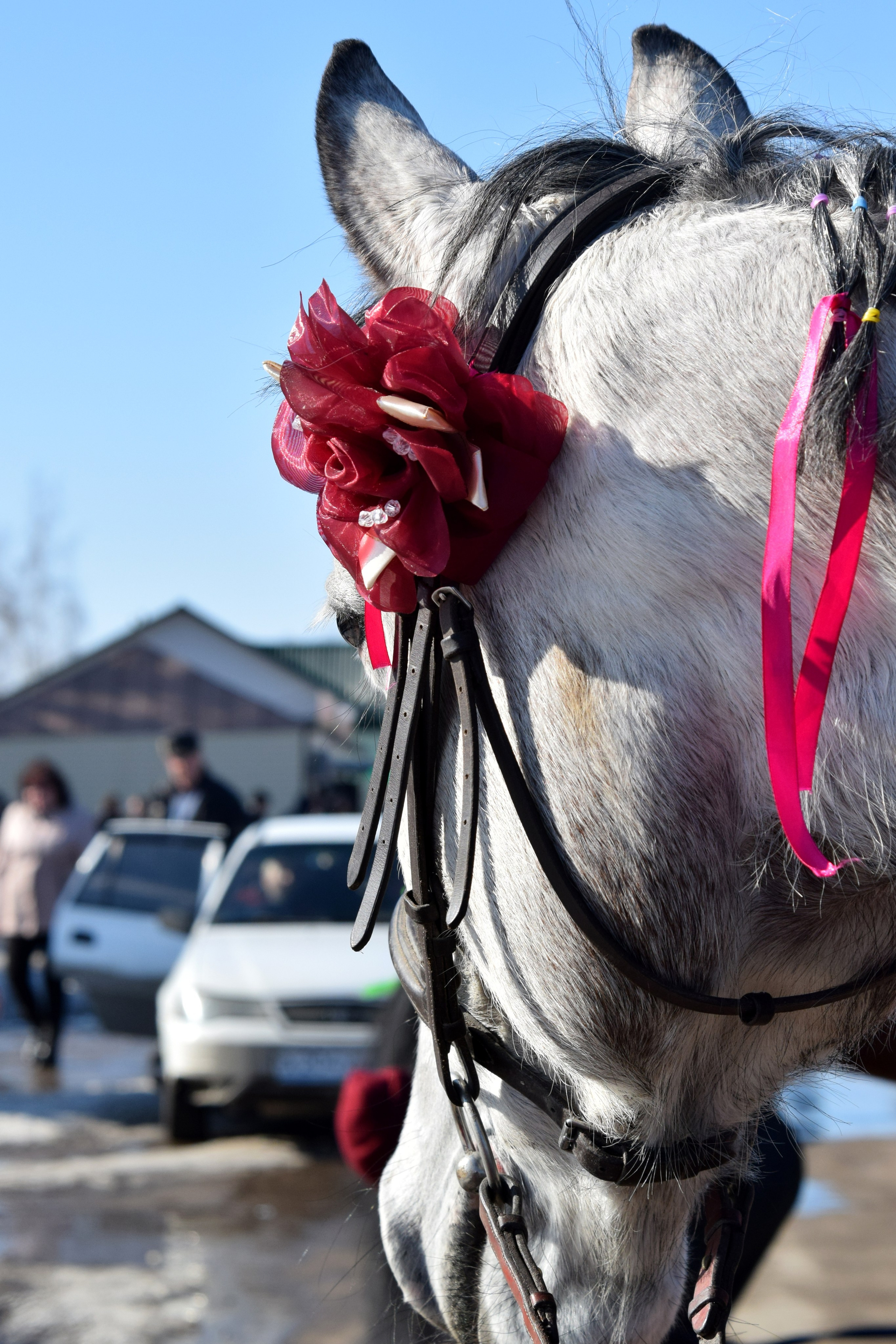 Масленица село Вязовка, 2019–2020 гг. Конный фотограф в Саратове Юлия Иванова