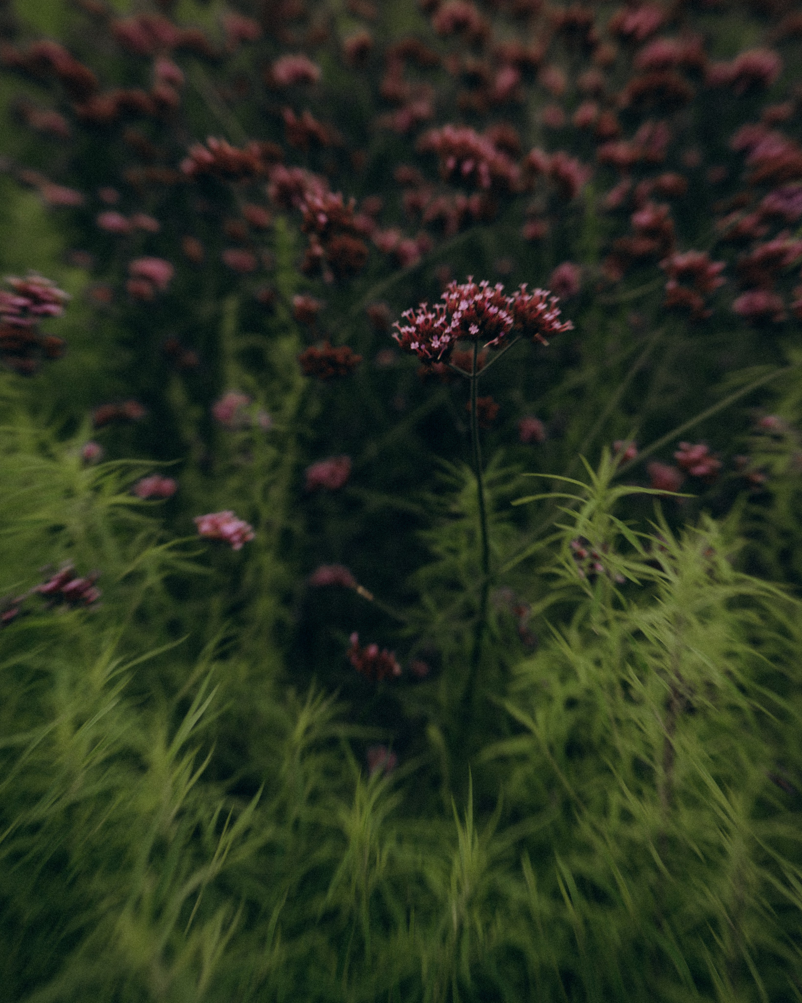 Счастье быть рядом. Фотограф Москва Селюкова Юлия