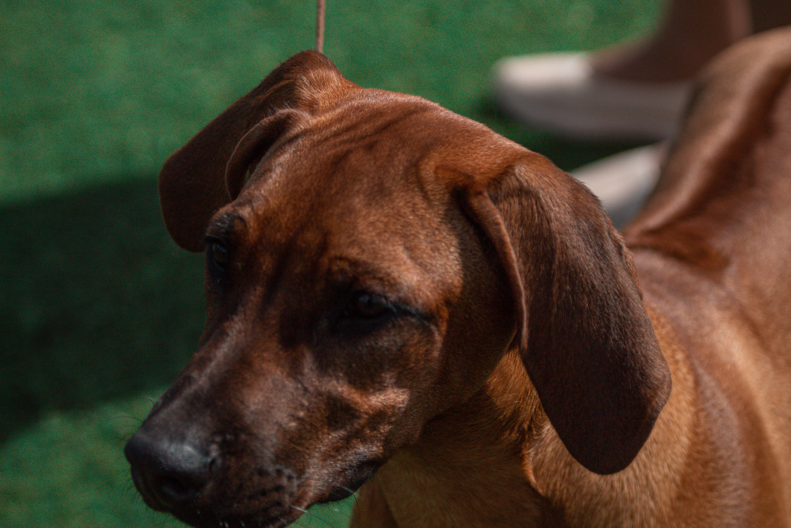  Фотограф анималист Тула 