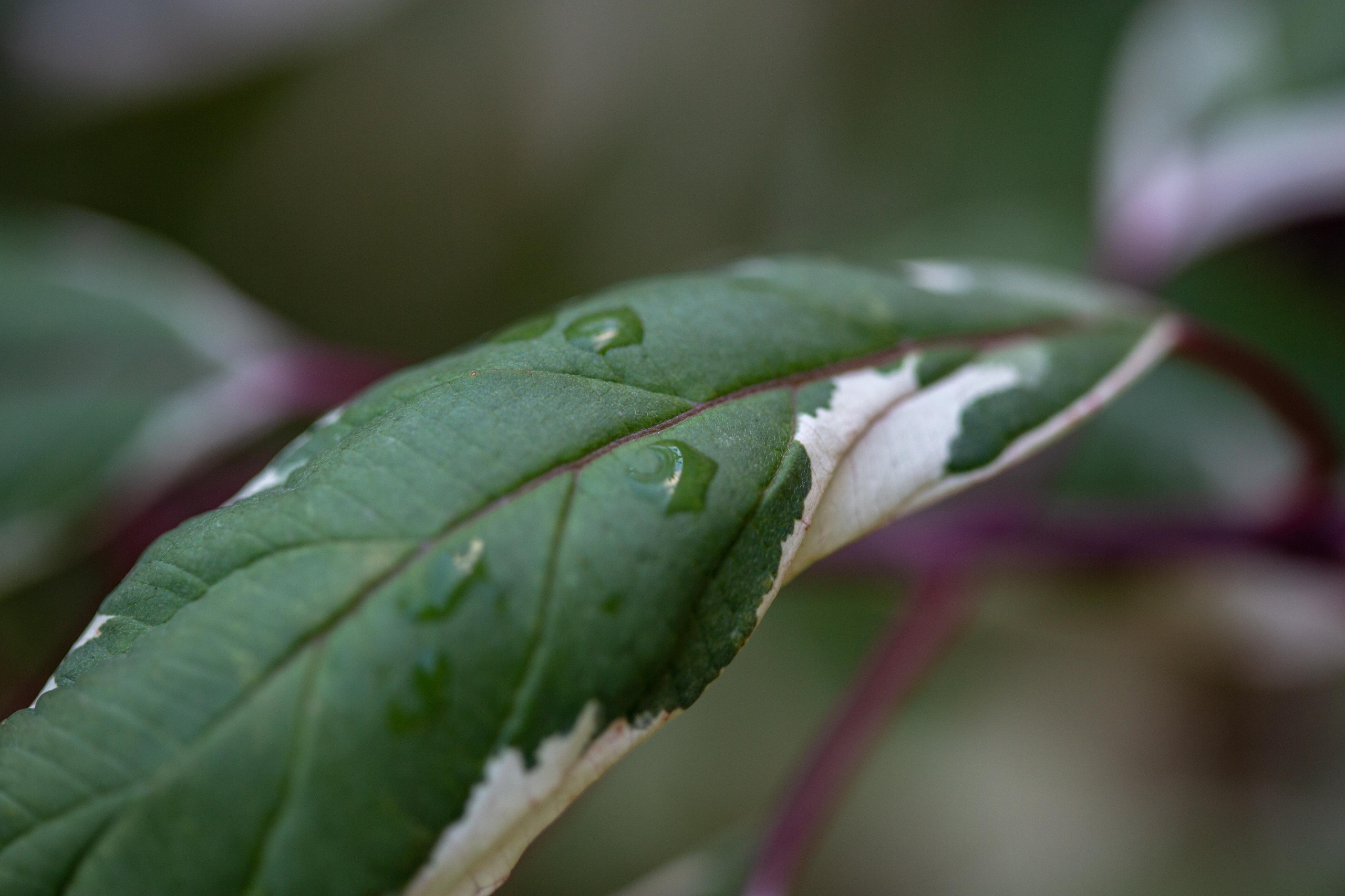 Macro. Photographer Sonkina Tatiana (Tanya Ash)