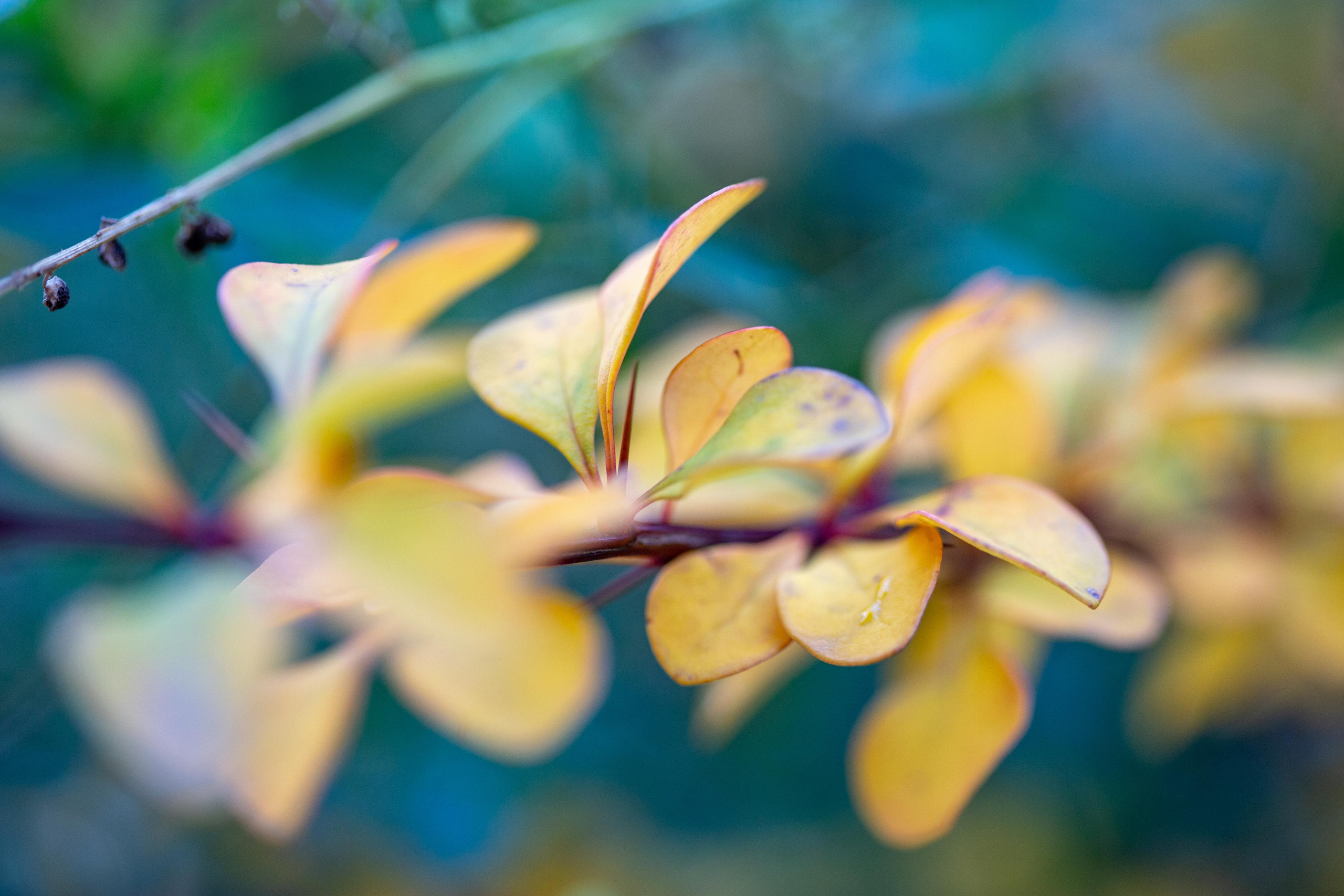 Macro. Photographer Sonkina Tatiana (Tanya Ash)