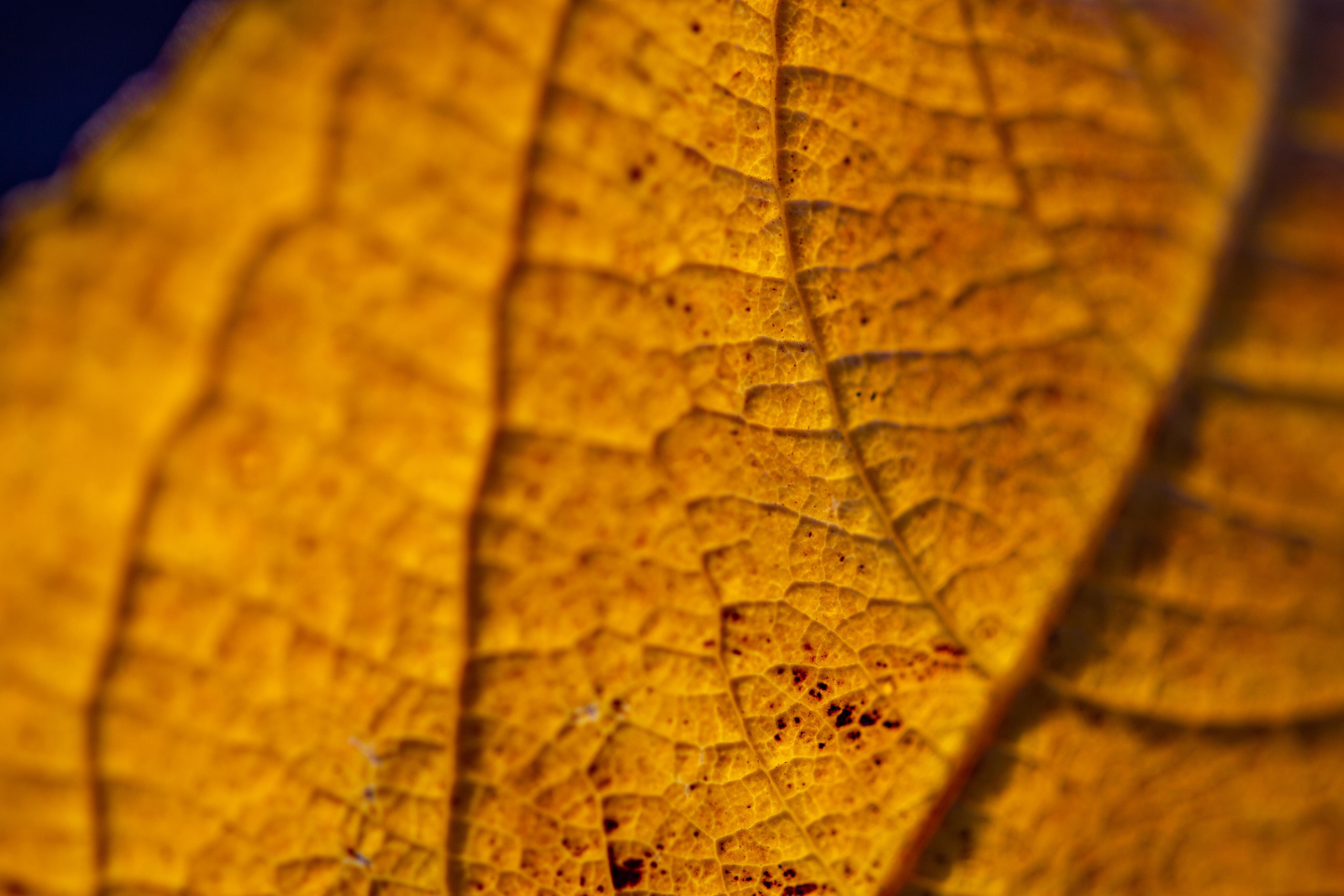 Macro. Photographer Sonkina Tatiana (Tanya Ash)