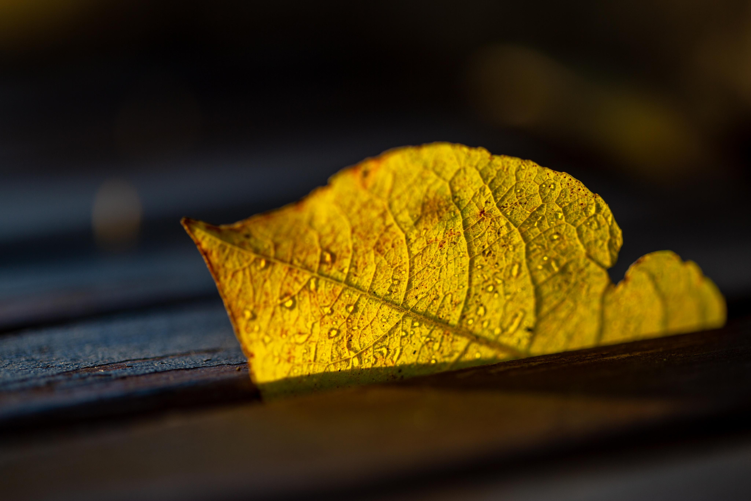 Macro. Photographer Sonkina Tatiana (Tanya Ash)