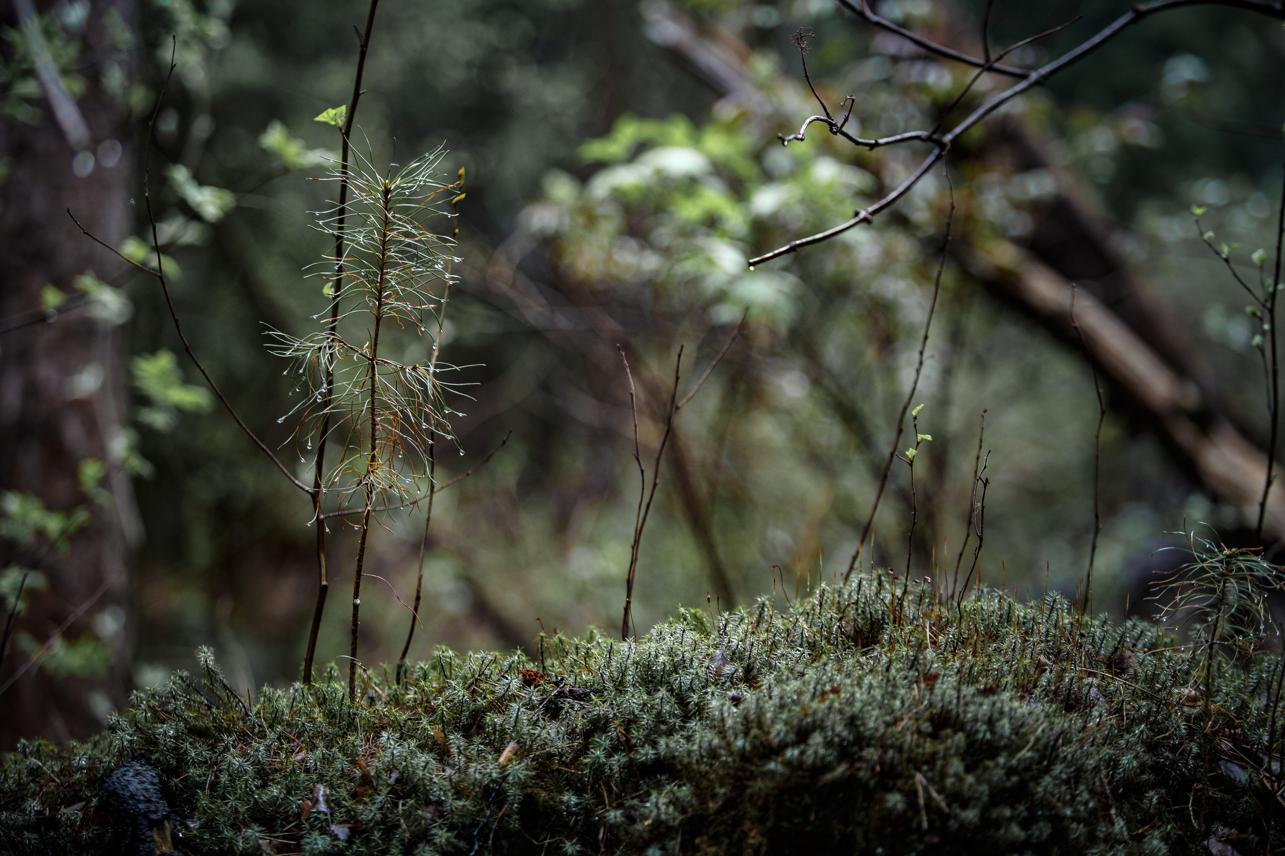 Пейзажи. Свадебный и репортажный фотограф в Москве и Московской области