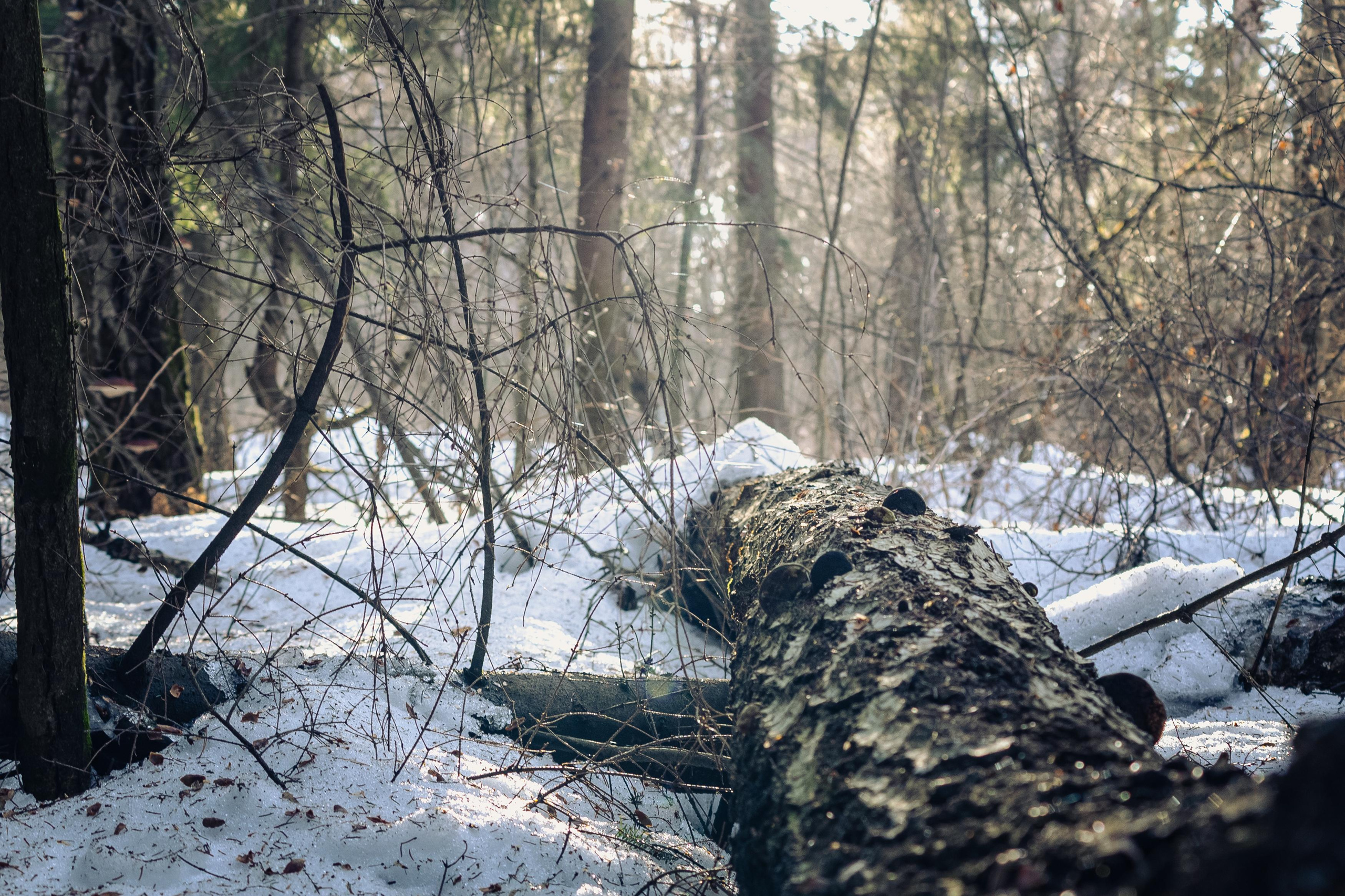 Пейзажи. Свадебный и репортажный фотограф в Москве и Московской области