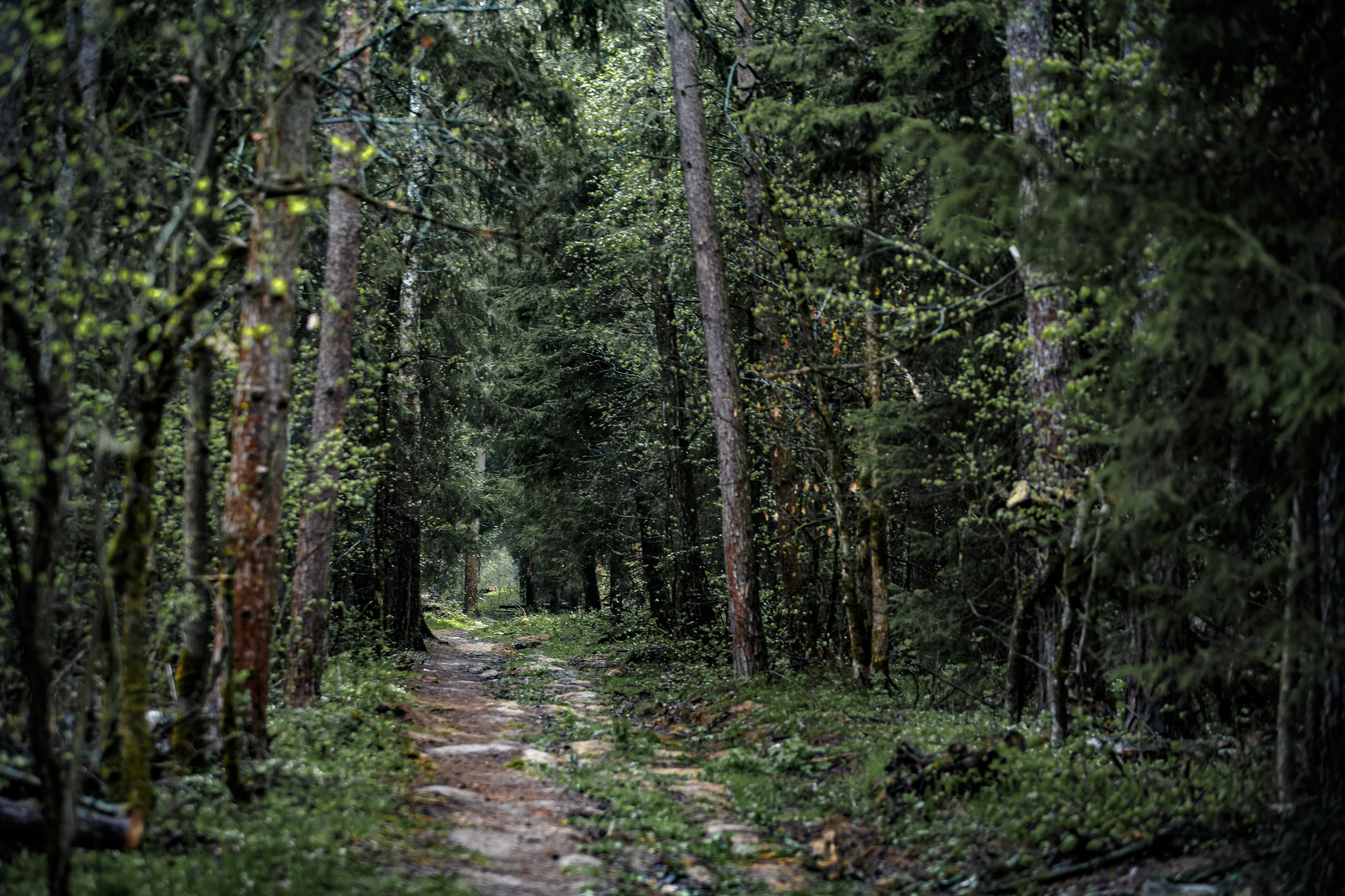Пейзажи. Свадебный и репортажный фотограф в Москве и Московской области