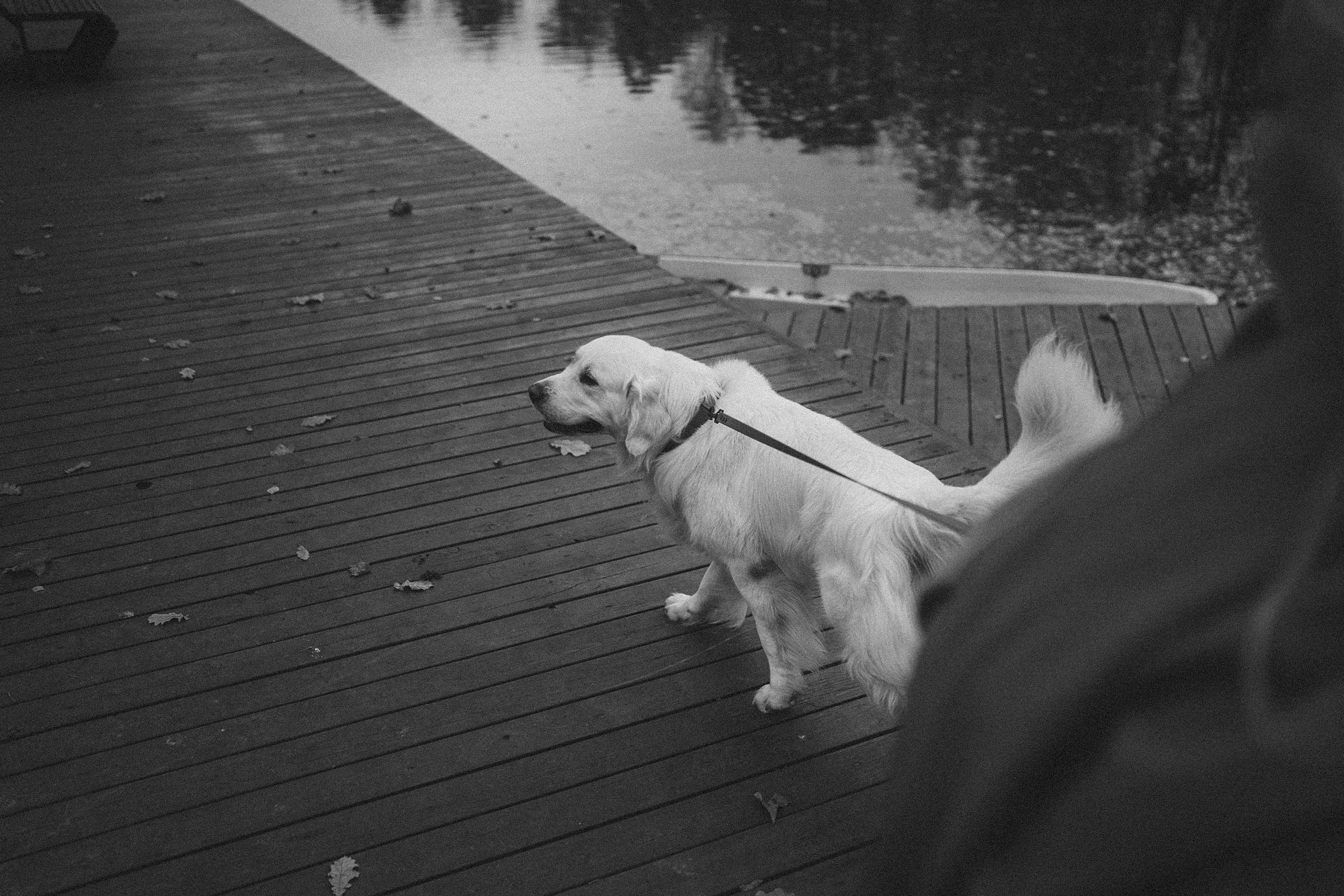Лена и Мерлин. Фотограф анималист в Москве и Санкт-Петербурге Свиридова Анна