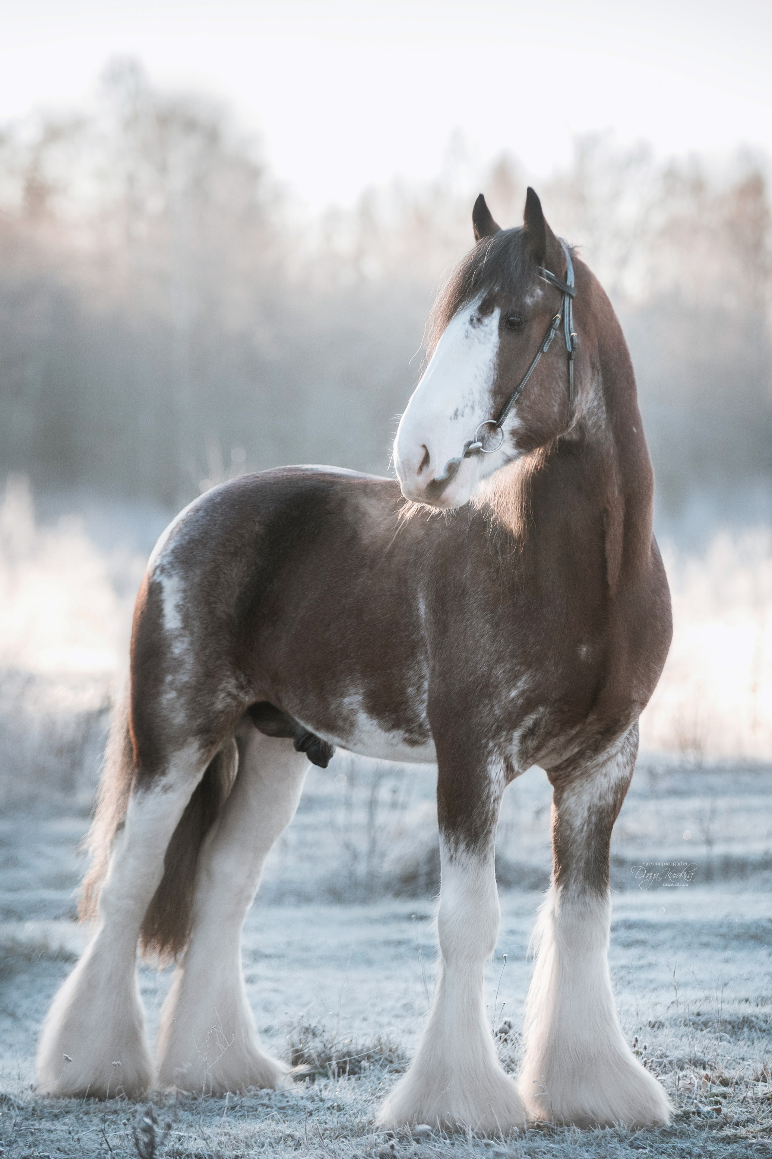Komardins. Конный фотограф Куракина Дарья • Фотосессии с лошадьми