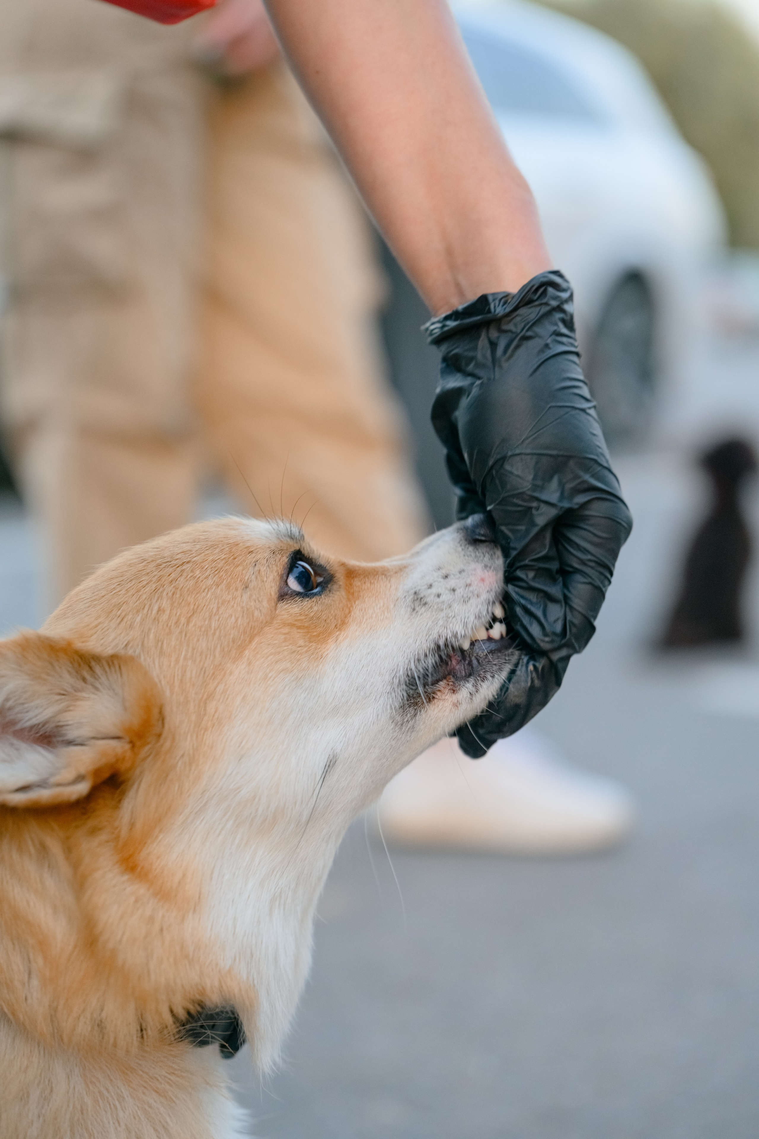 Катя группа. Семейный фотограф и анималист в Москве и Московской области