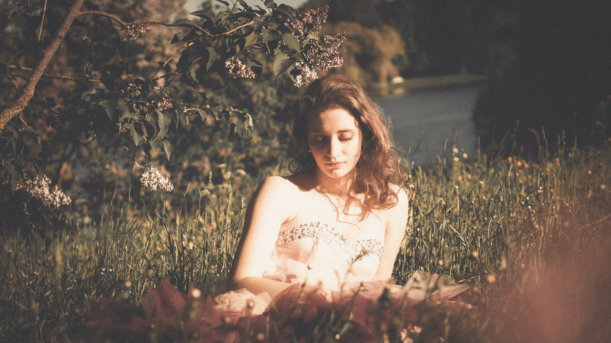 Сирень в Павловске