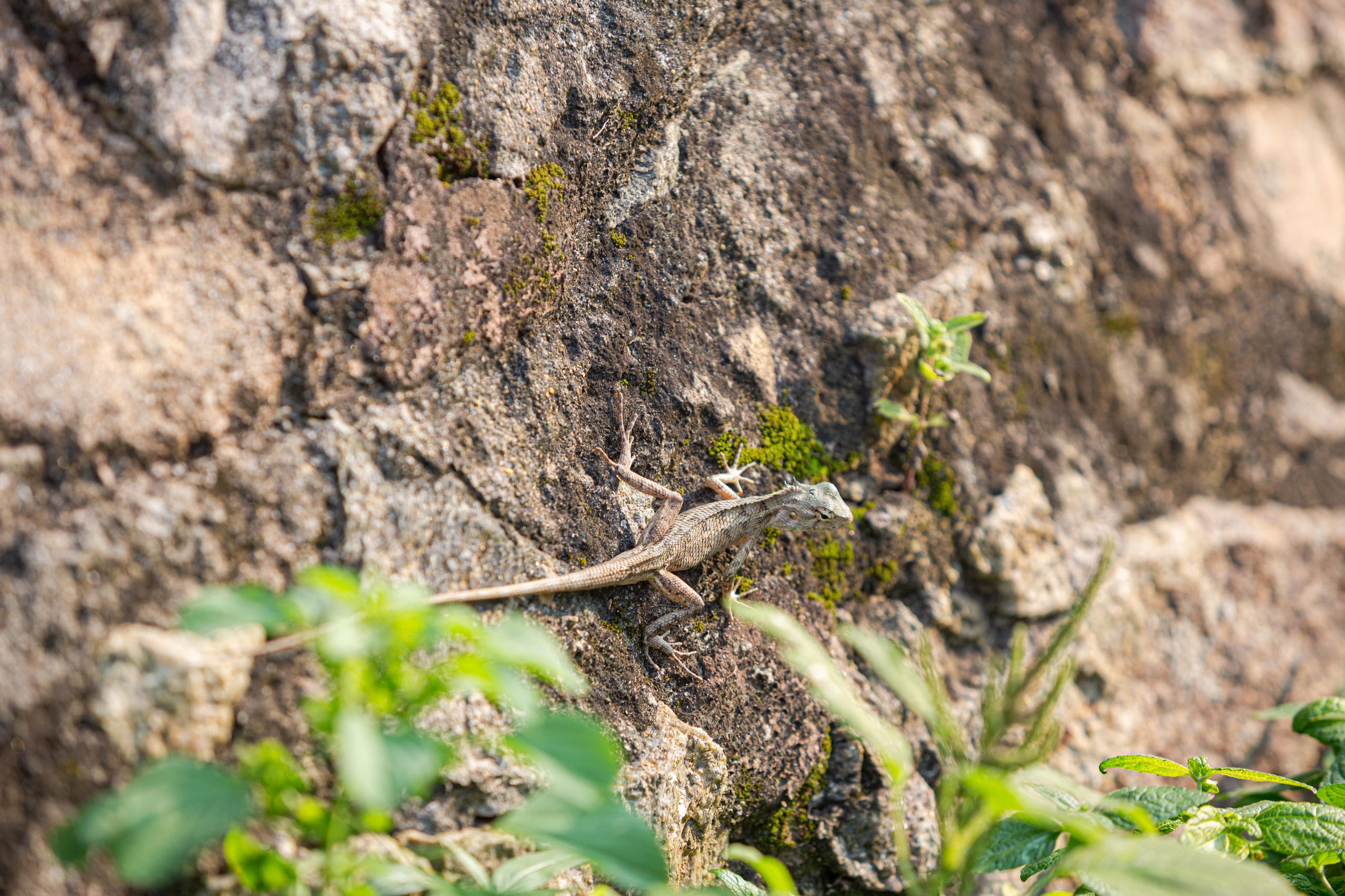 Galle. Фотограф Сонкина Татьяна