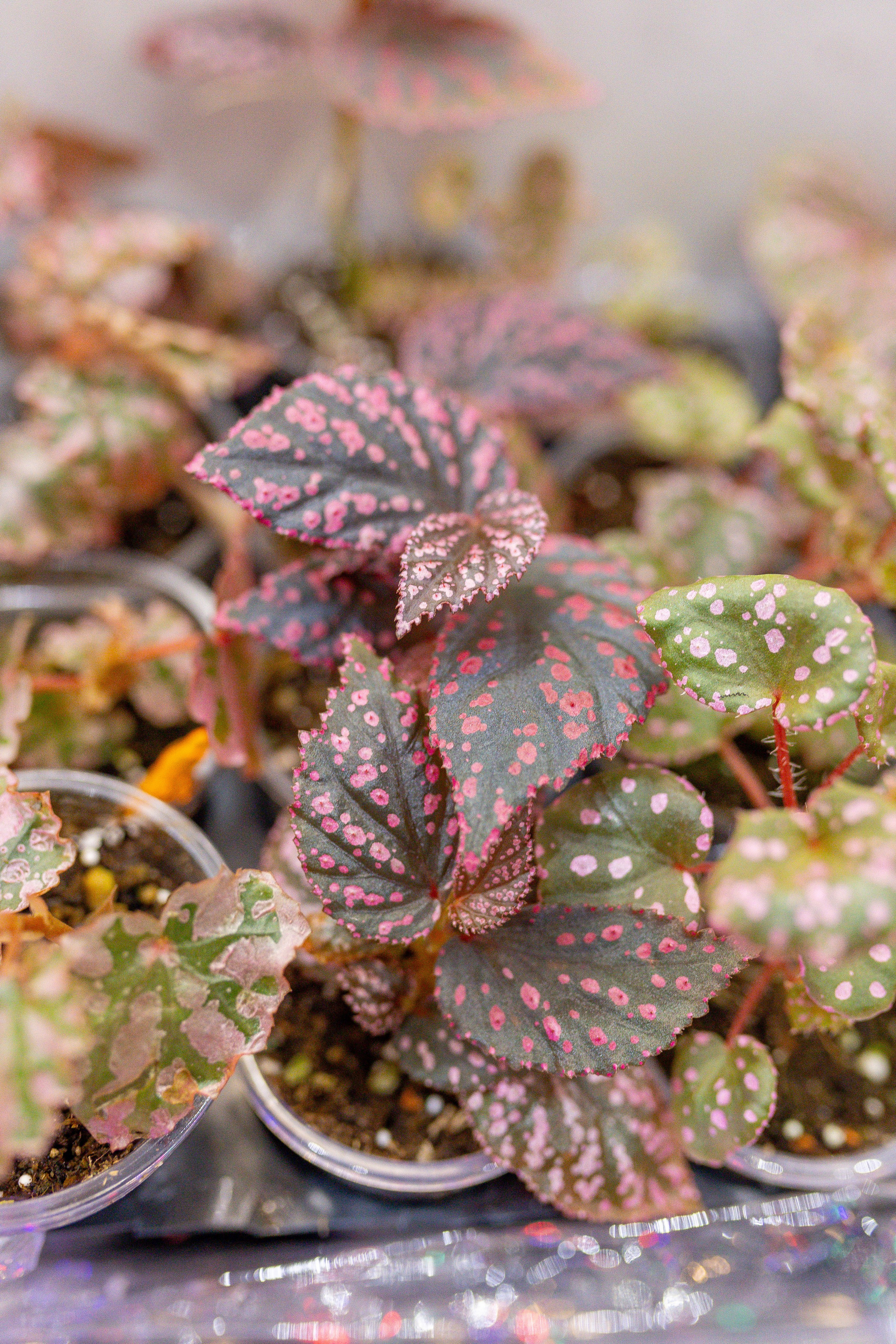 Орхидиум 12.2025. Александра Куликова фотограф, Москва