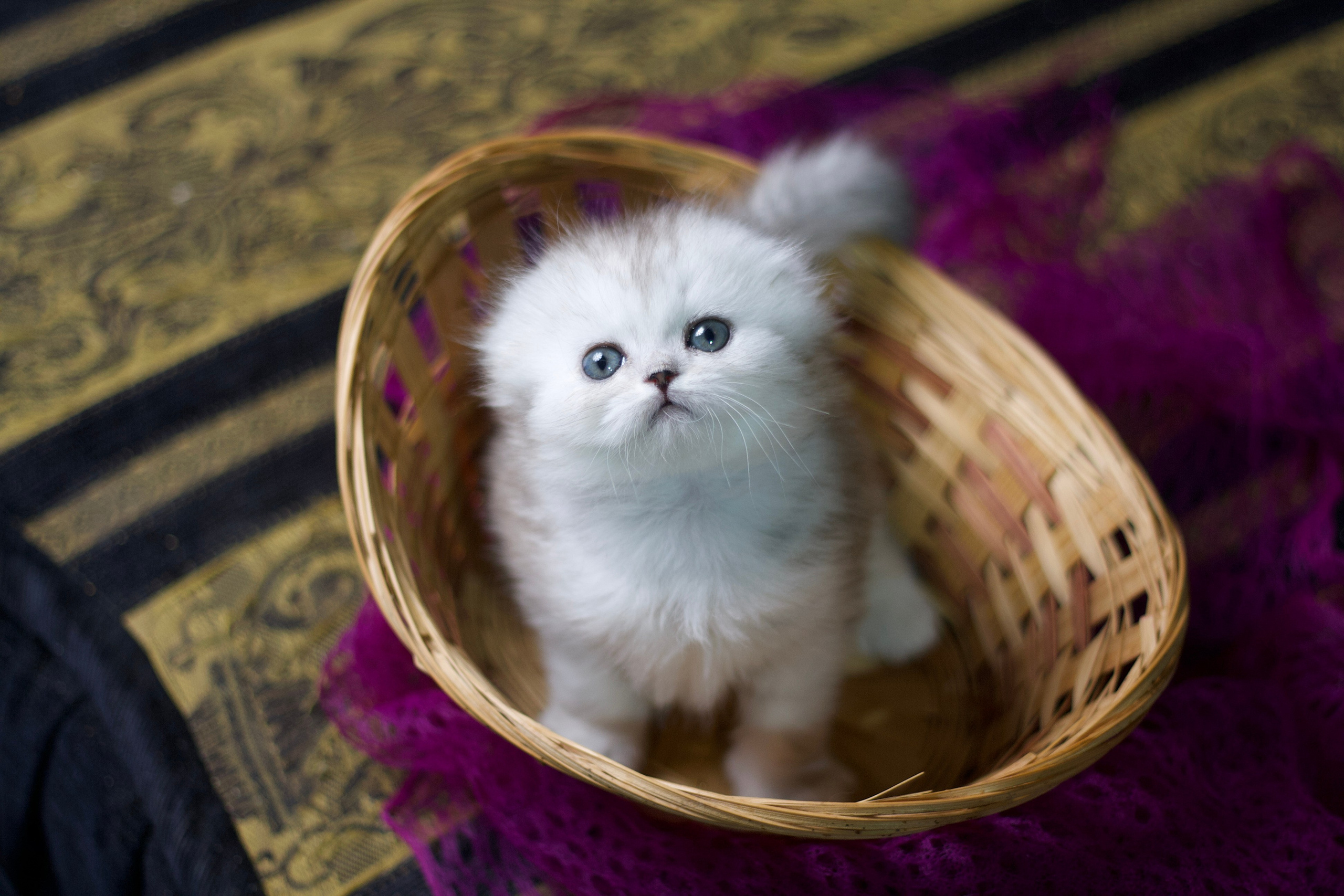 Кошачьи фотосессии. Художественный фотограф в Санкт-Петербурге Елизавета Чева