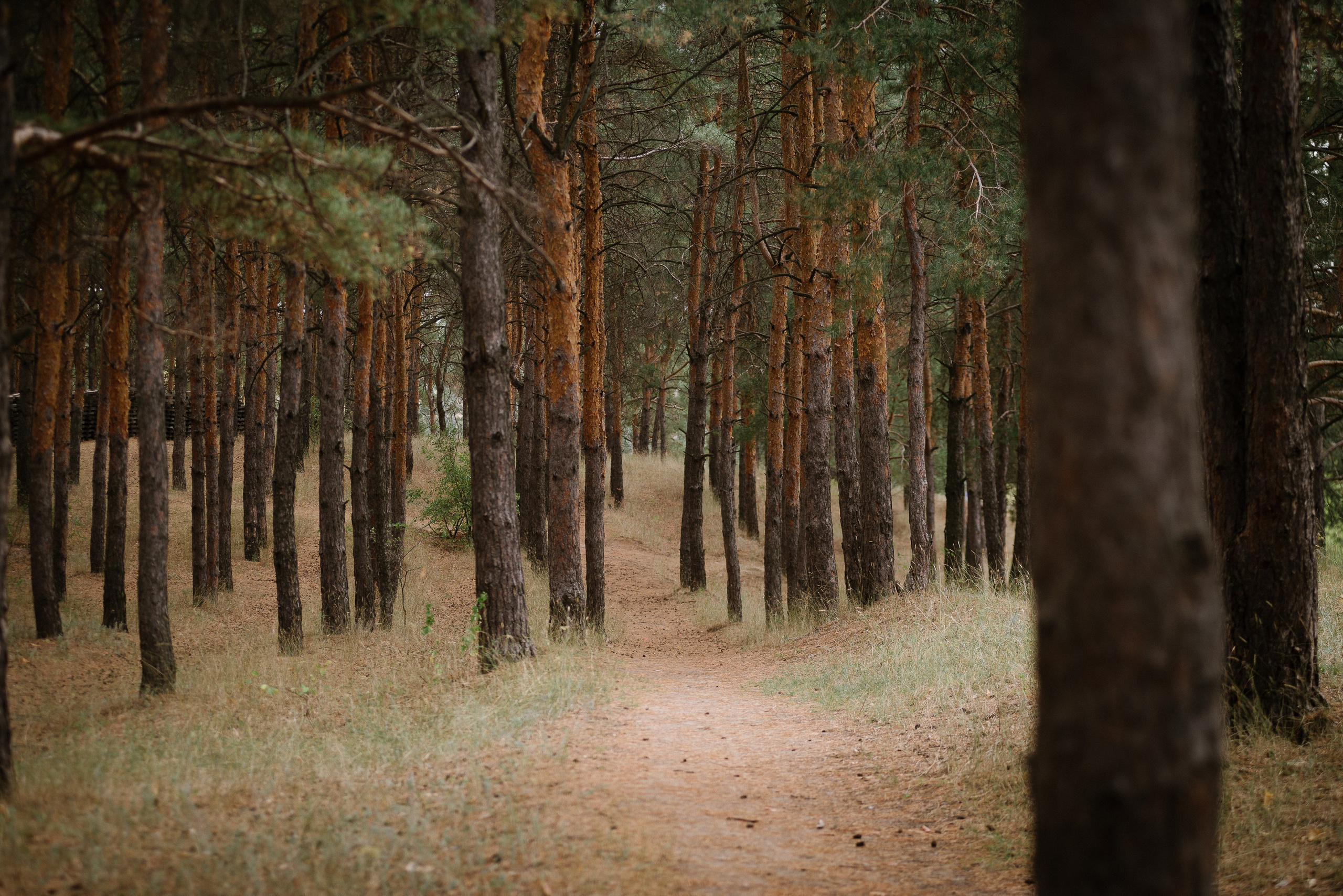 Свадьба Лёши и Оли. Семейный фотограф Старчиков Илья