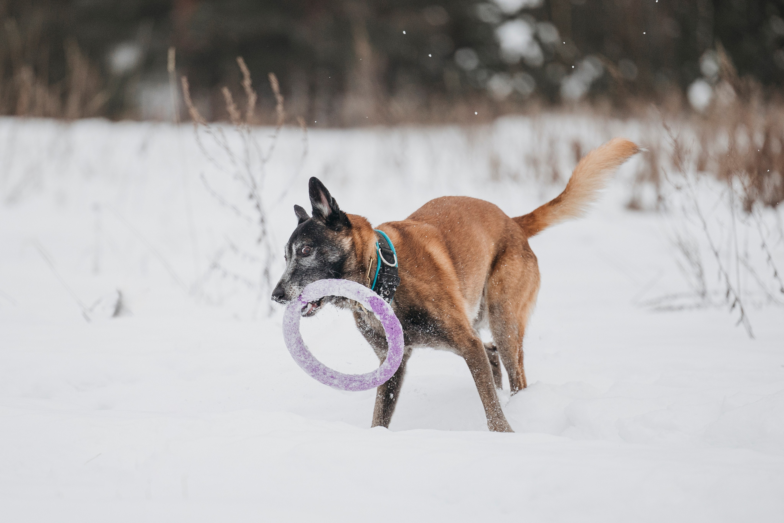 Даша, Омен, Айс и Рицу. Фотограф-анималист Анна Маринич