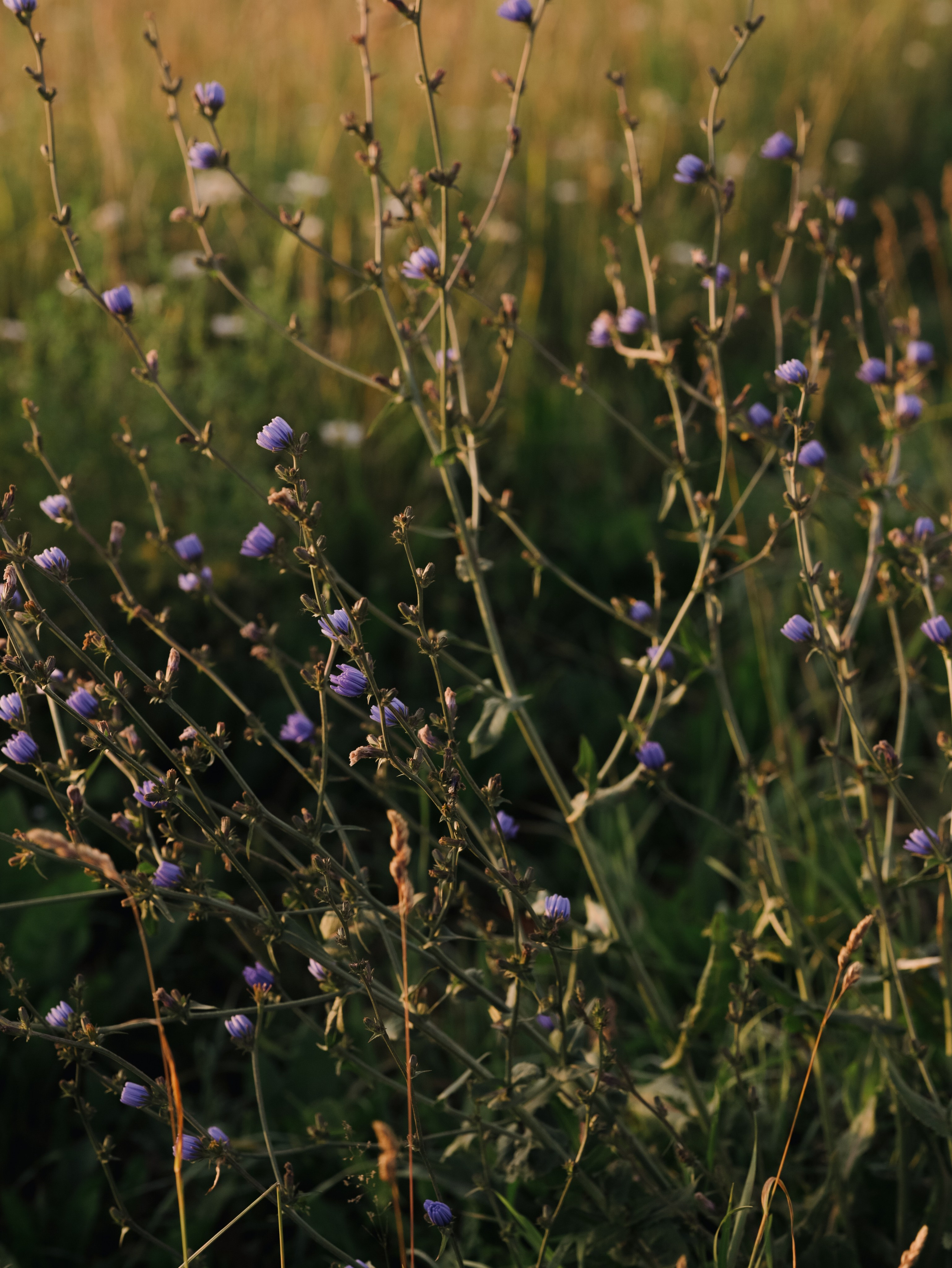 Матушка Софья. Алёна Стерхова — Предметный и портретный фотограф. Ижевск