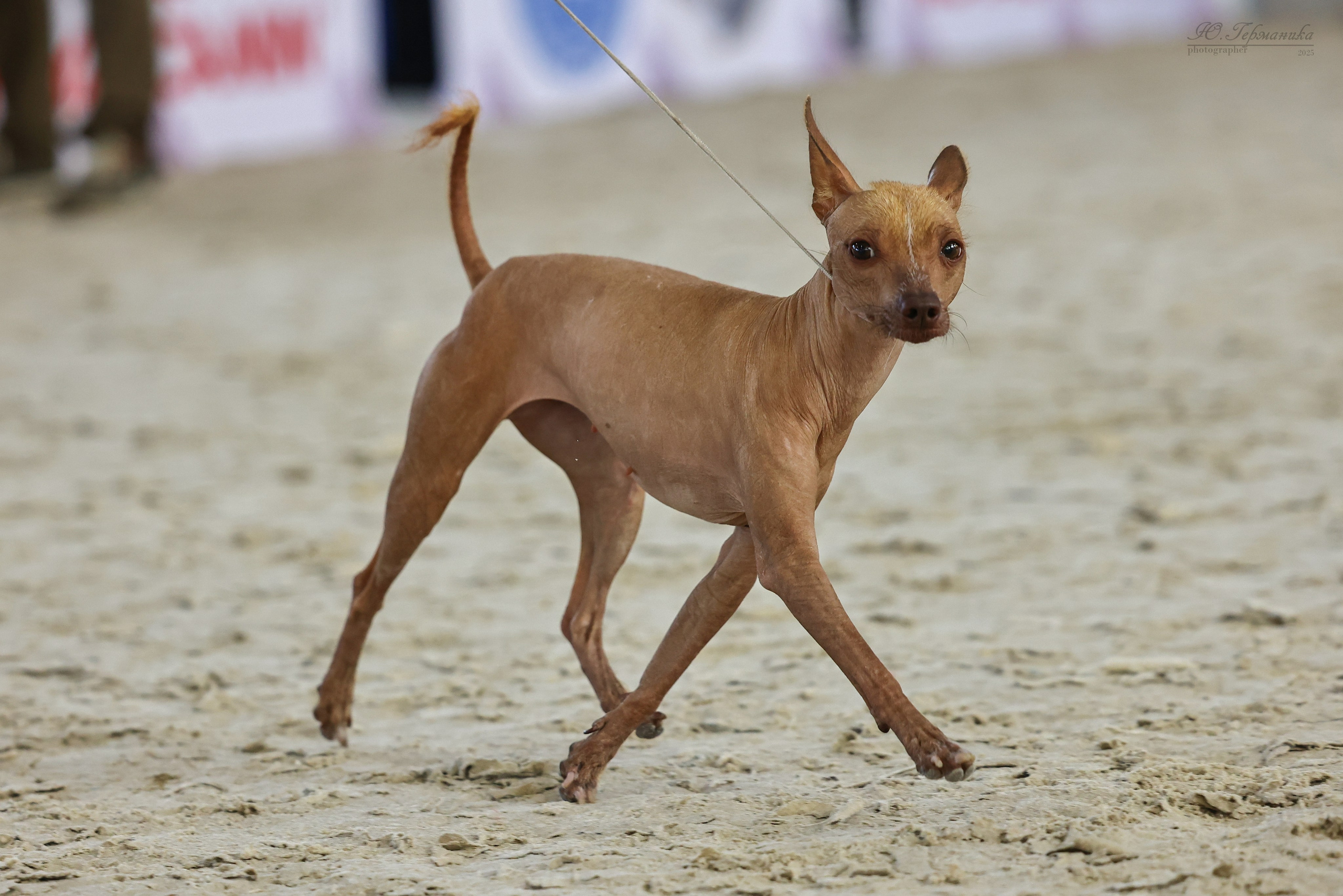 Астана 2хCACIB 26-28.09.2025. Фотограф-анималист Юлия Германика