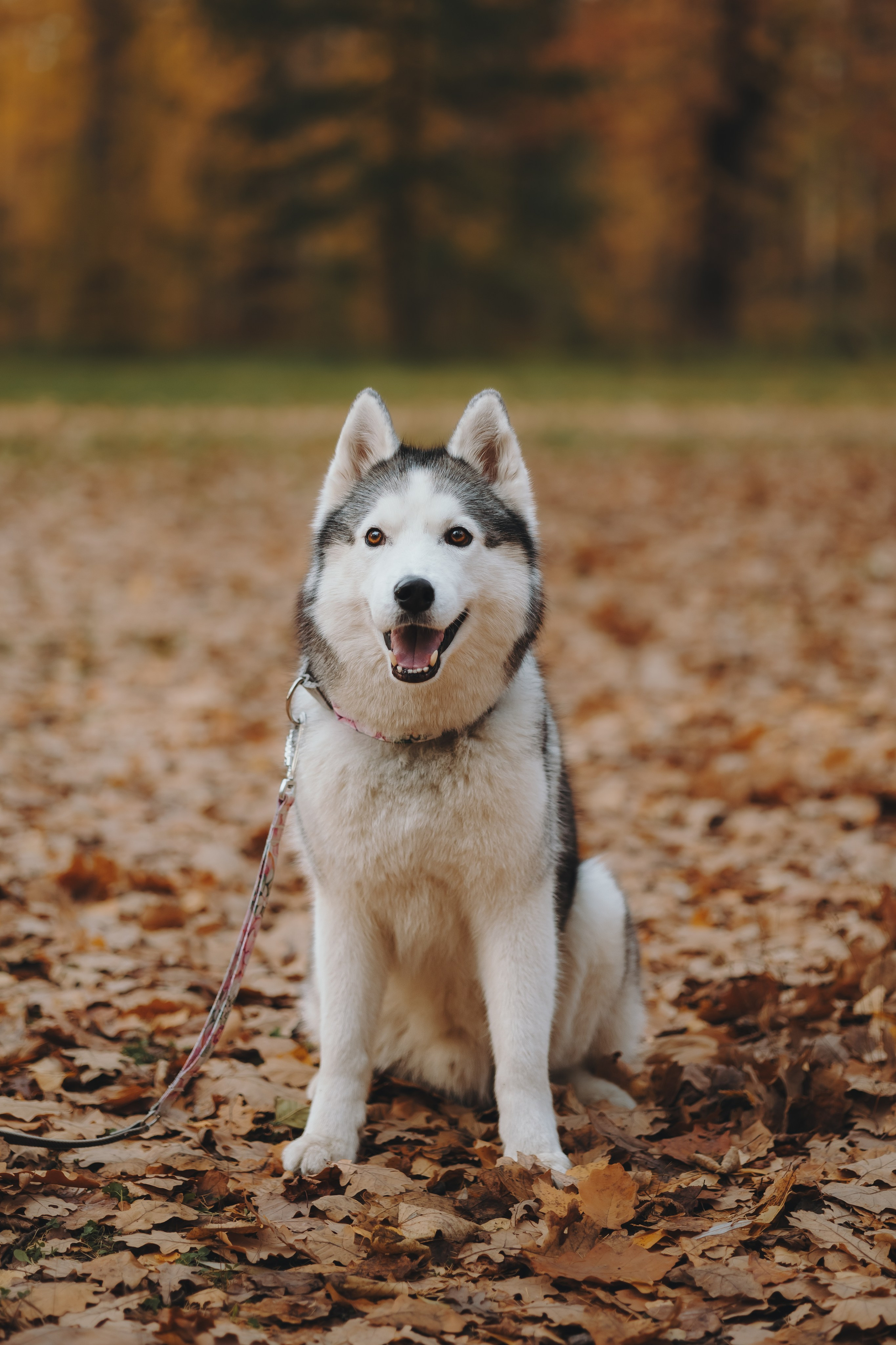 Настя и Айс. Фотограф-анималист в Санкт-Петербурге Алина Яхонт