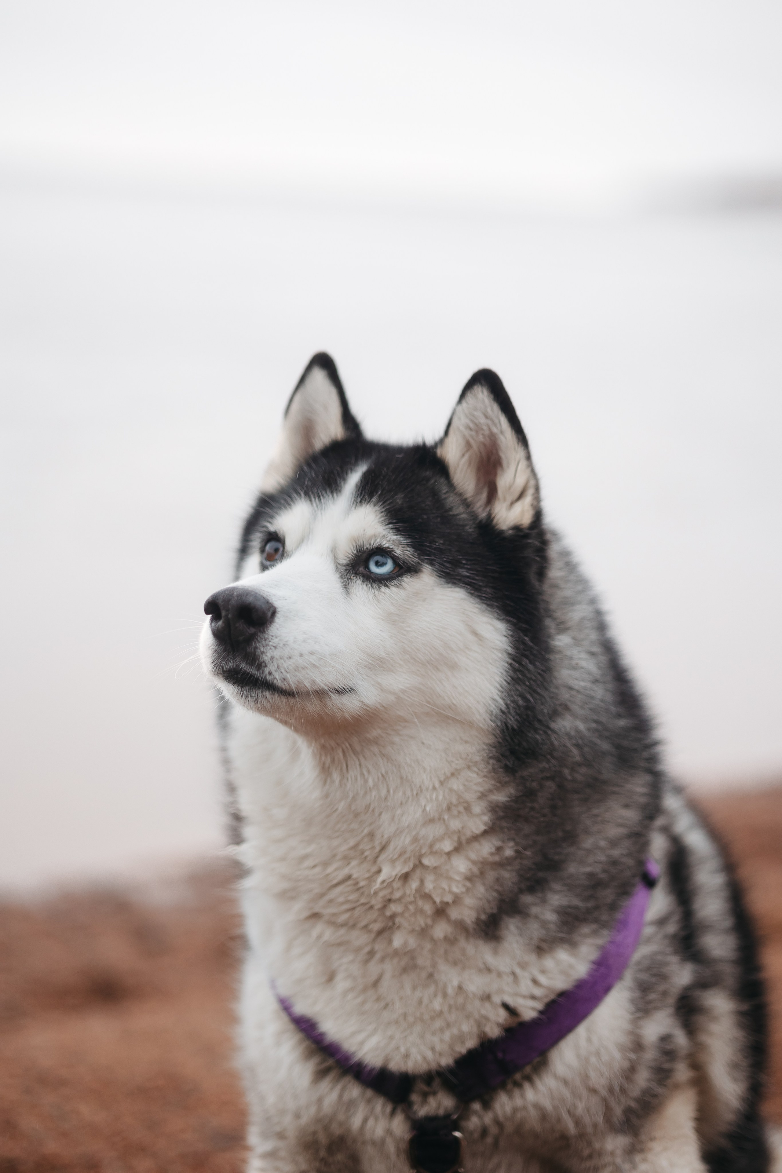 Катя, Илья и Эльза. Фотограф-анималист в Санкт-Петербурге Алина Яхонт