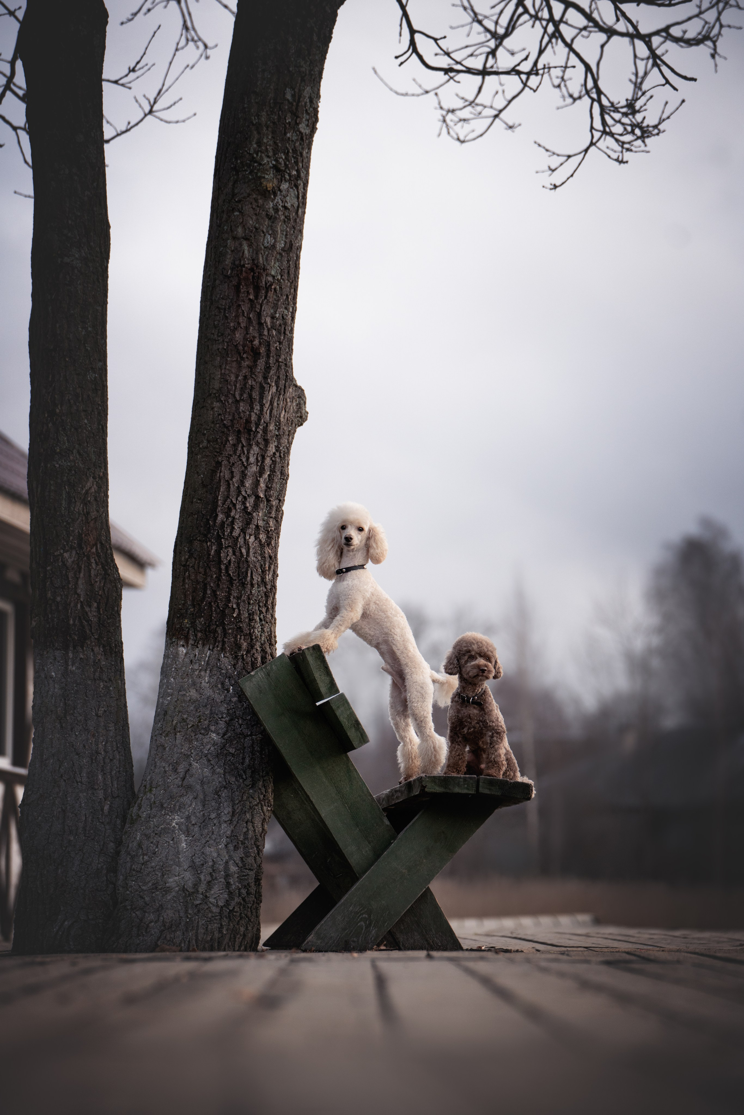 Миша и Лева. Фотограф анималист Осипчикова Мария